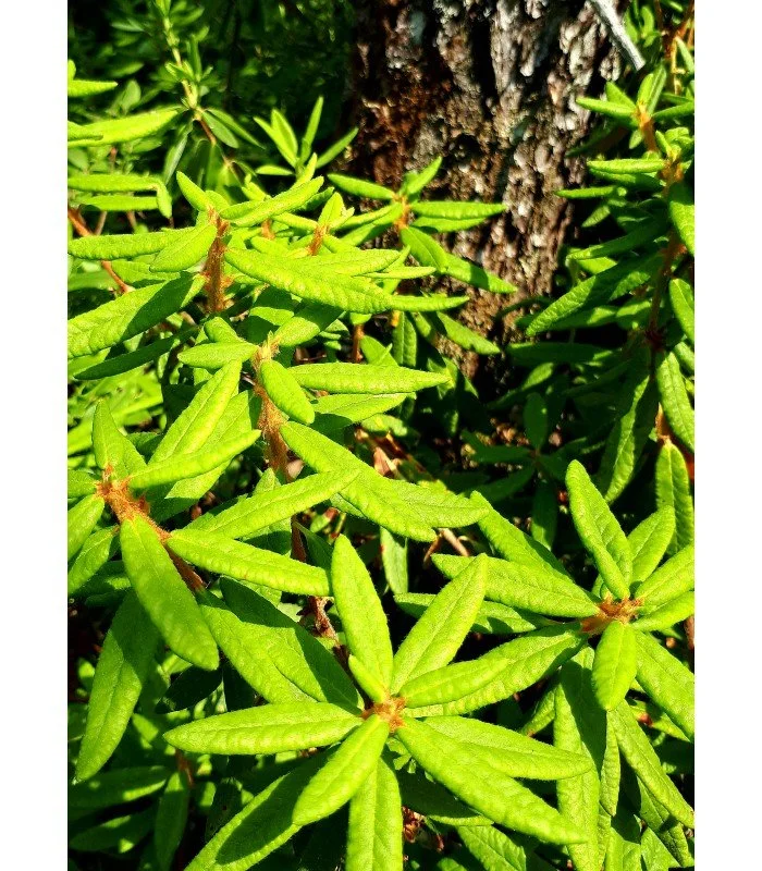 Labrador Tea — Peace Valley Foragers