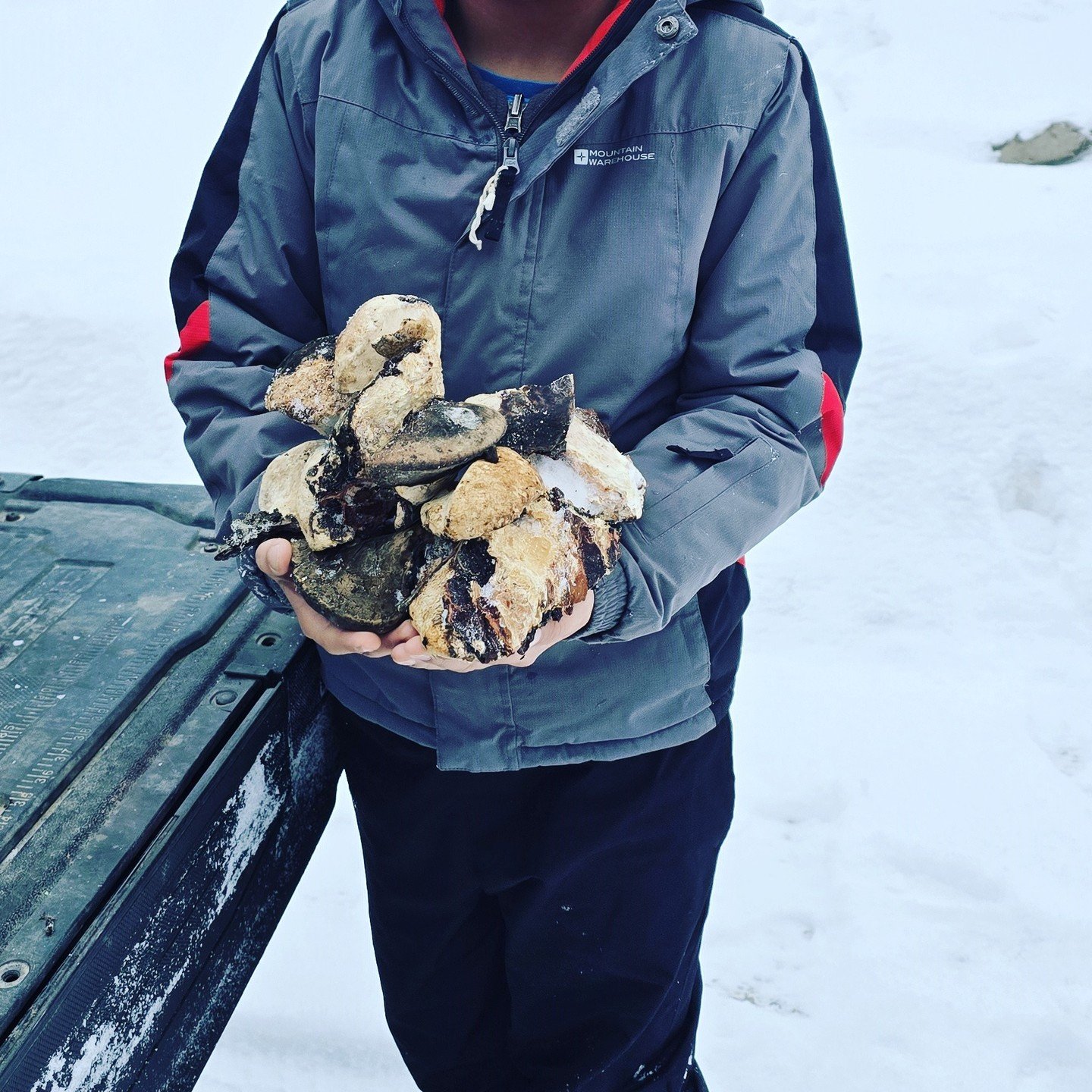 The total haul of our diamond willow fungus #diamondwillowfungus #today #smallbusiness #naturalmedecine #migrainerelief #migraineawareness #anxietyrelief #alternative #natural #fungi #fungus #fungusphotography #foryou #forsale