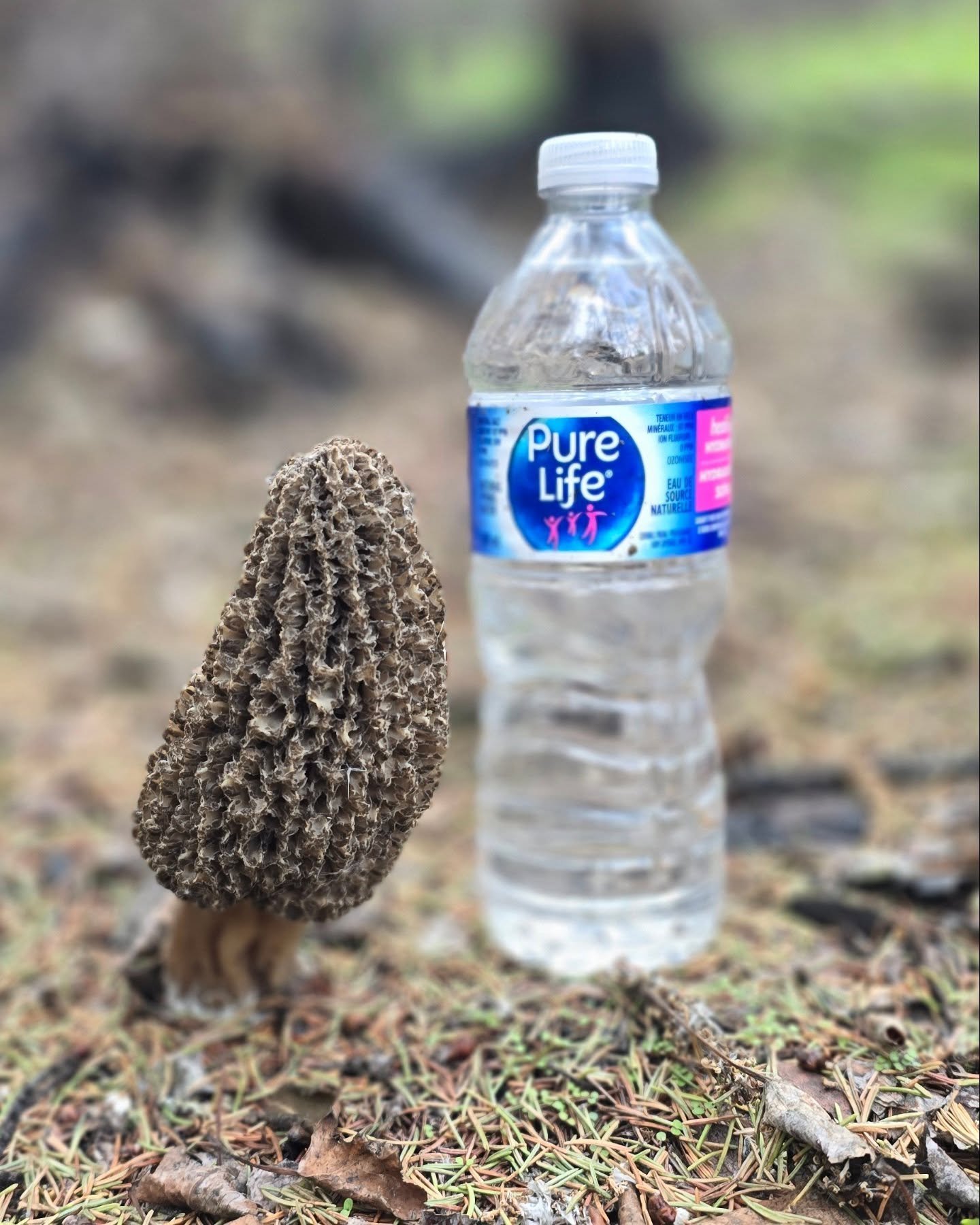 What a beaut! #morelmushrooms #morel #mushroom #shroom #fungi #fungilovers #fungus