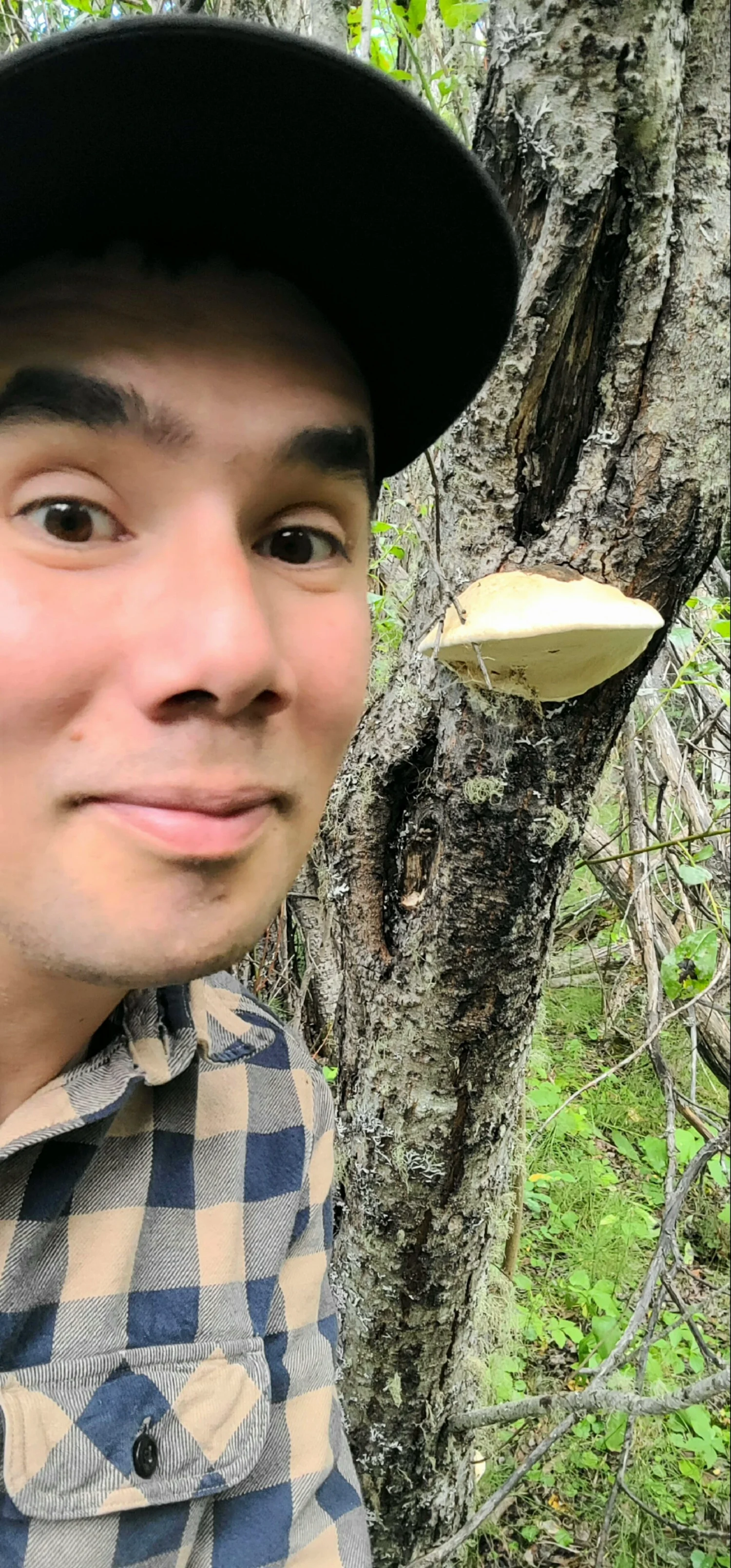 Diamond Willow Fungus - A Hidden Gem of the Forest — Peace Valley Foragers