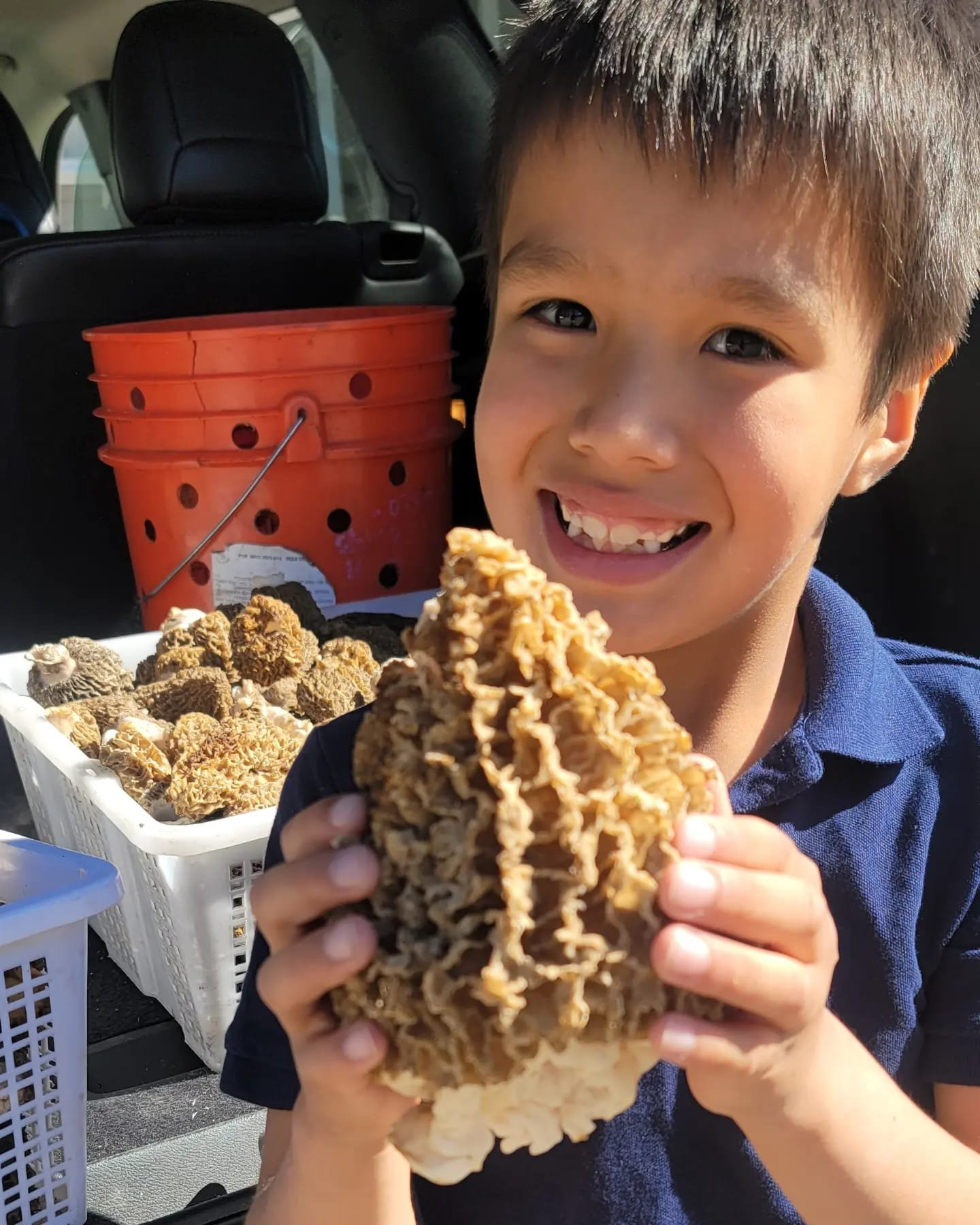 Fresh and dry morel mushrooms