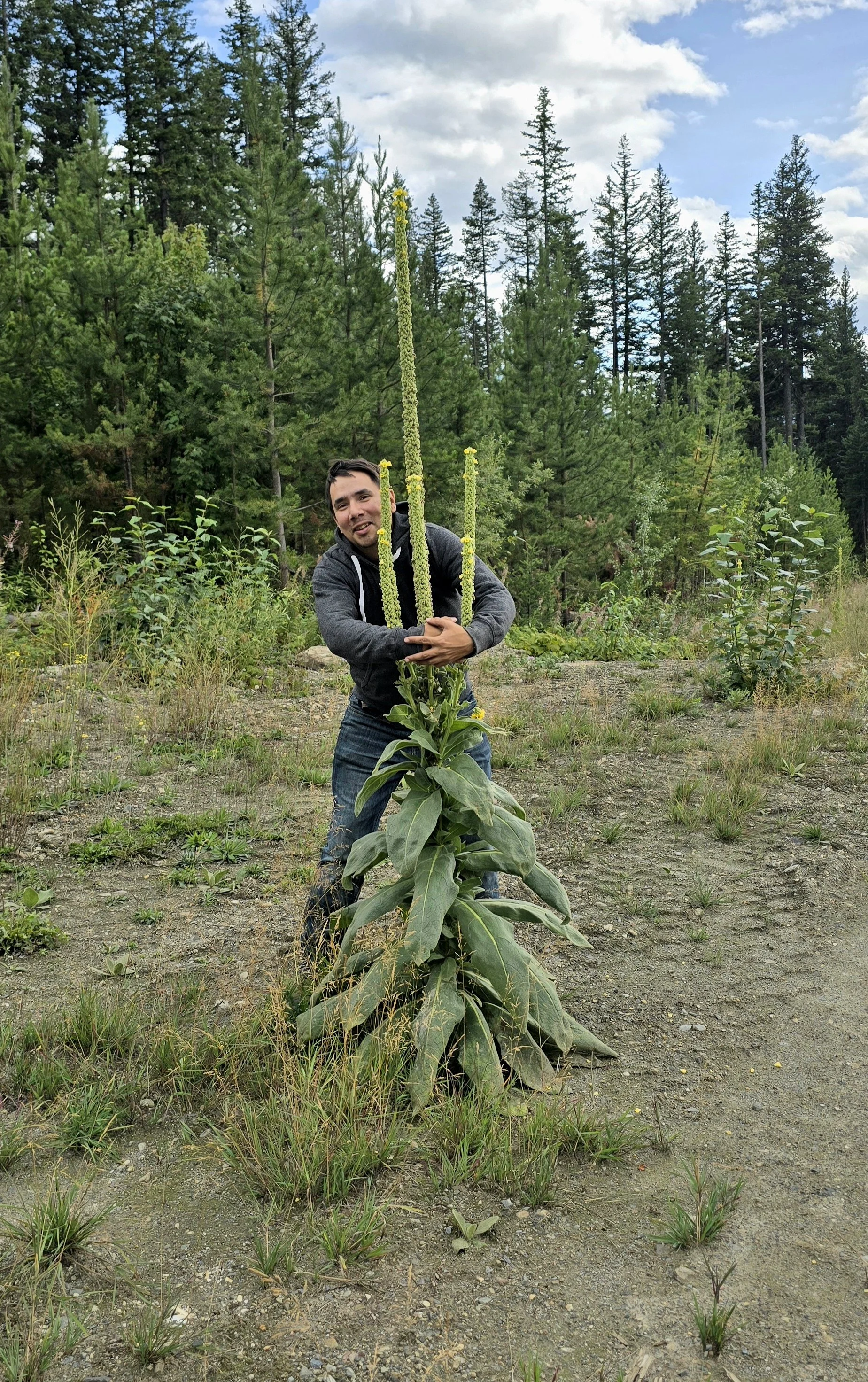 Harvesting mullein tea