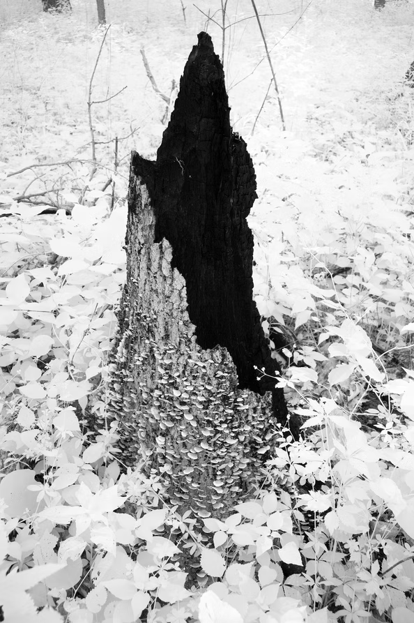 A high-contrast infrared black-and-white photograph of a charred, hollowed-out tree stump.