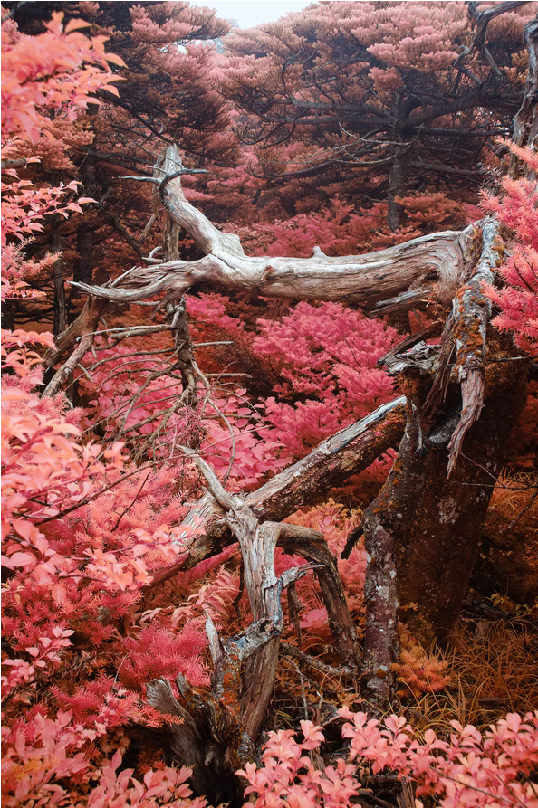 A surreal infrared photograph shot on Aerochrome film, featuring gnarled, weathered dead tree branches framed against a dense forest of foliage rendered in vibrant shades of hot pink, magenta, and crimson.