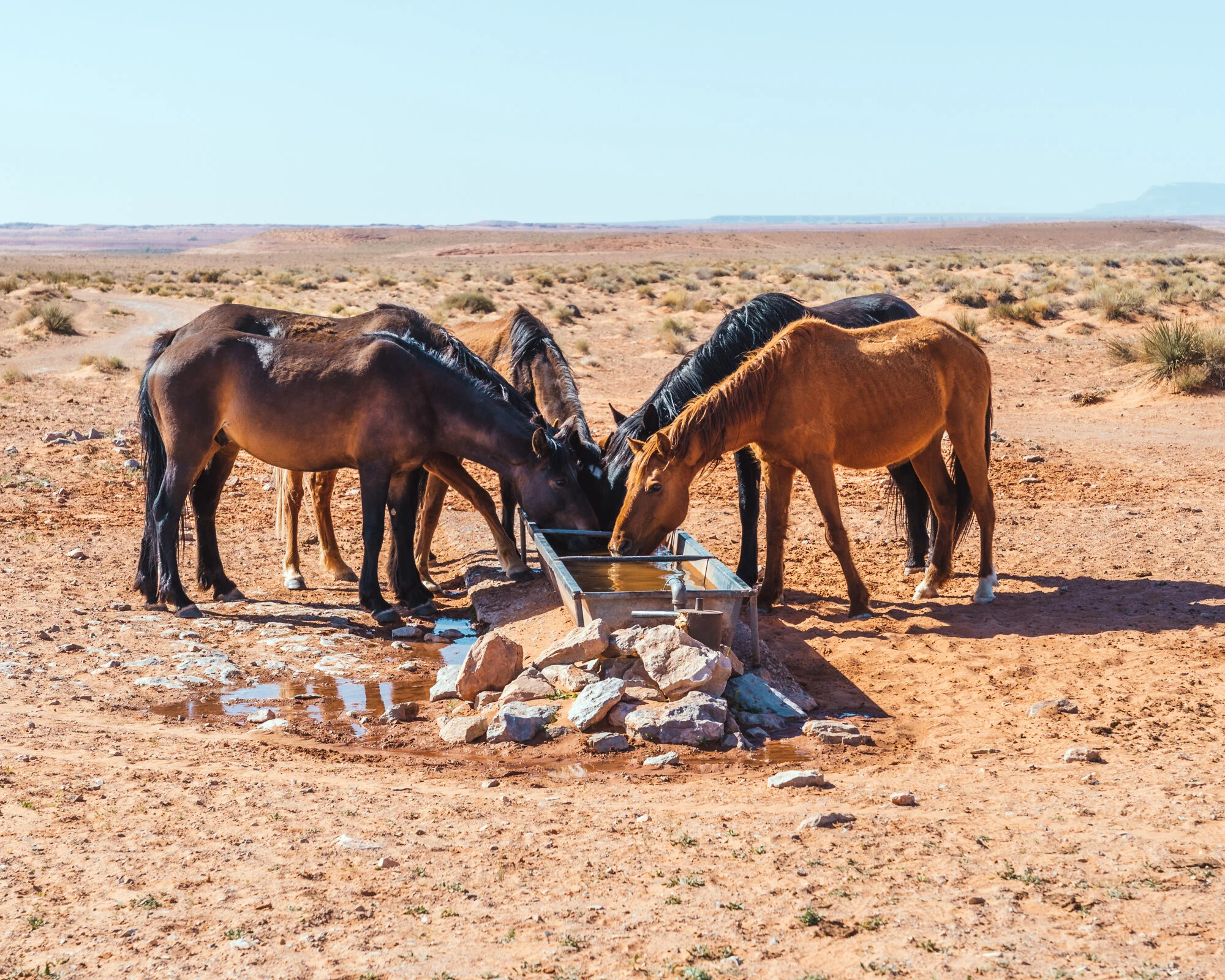 Comb Ridge 5.2021-42.jpg