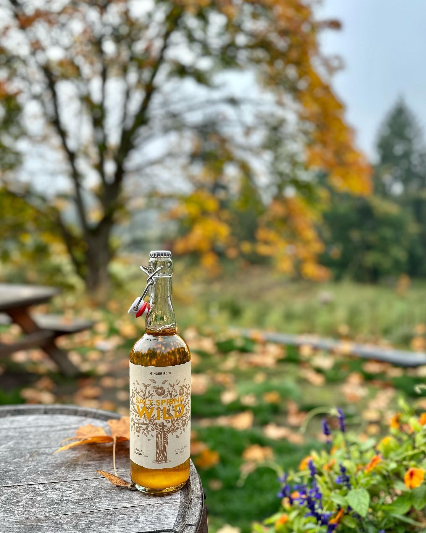 It&rsquo;s okay to drink Ginger Root Cider on this autumn day. Made with fresh pressed ginger from @moonshinemamaselixirs and organic apples. #gingercider #fallvibes