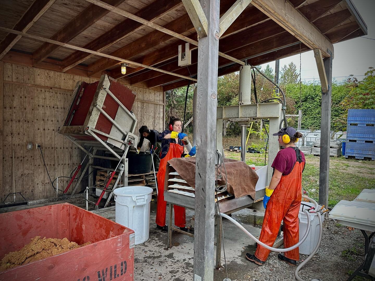 Pressing day #2. Today is a lighter day but it&rsquo;s early pears, which can overripen quickly. We do this the old school way, on a rack and cloth press. Typically we can press 4000L a day or 16 bins of apples and or pears in a day #pressday #mushyp