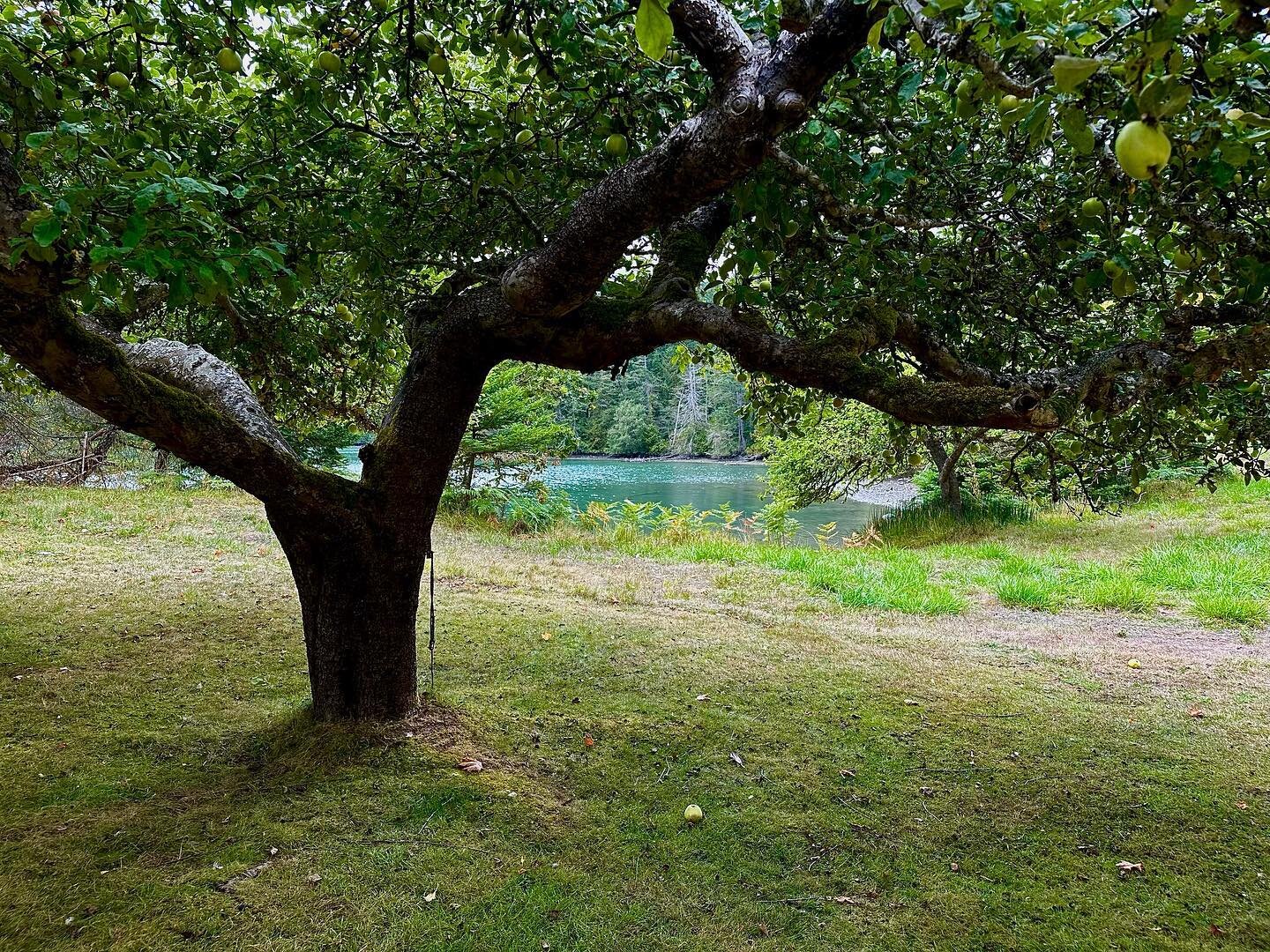 We pick from pretty amazing properties on Salt Spring. #waterfront #applepicking #lucky