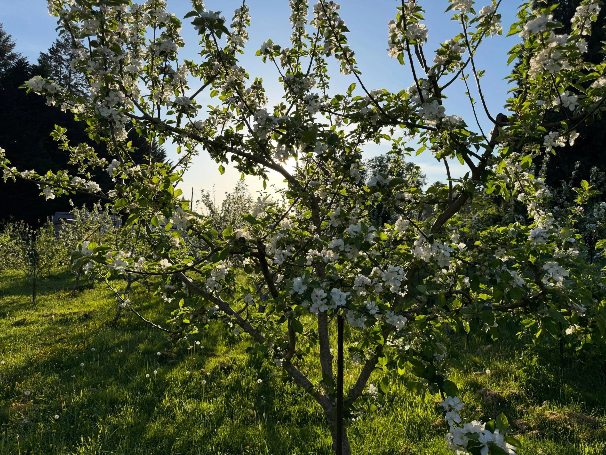 Join us on May 10th at Salt Spring Wild Cider for Mother&rsquo;s Day. Featuring brunch (10am - 3pm), all-day specials (10am - 9pm), and our regular menu (10am - 9pm). 

Reservations available inside or on our heated &amp; covered available at:
https: