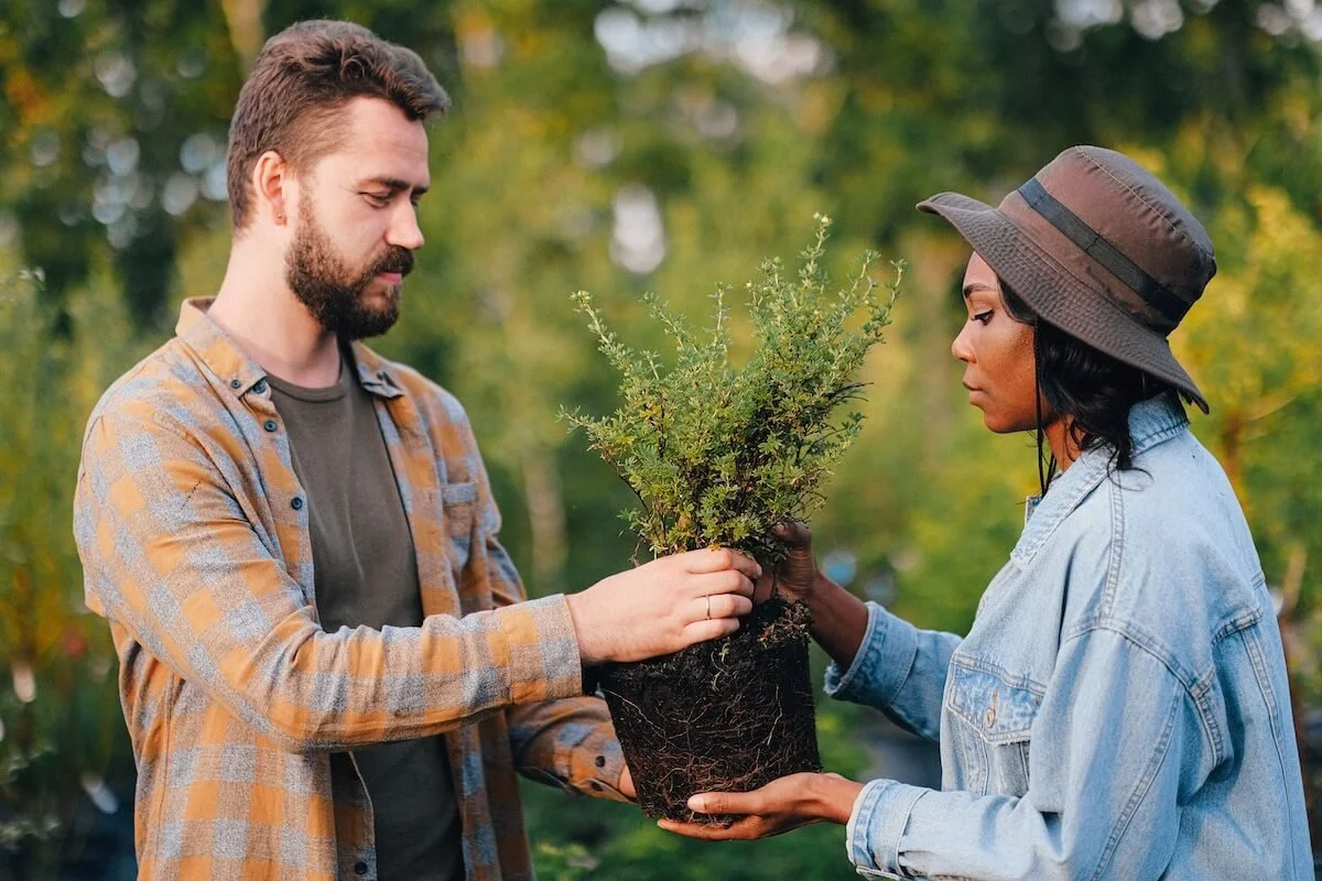 Two people carefully holding a plant with exposed roots between them, representing the tender, shared work of spiritual trauma therapy and cult recovery in St. Paul, MN.