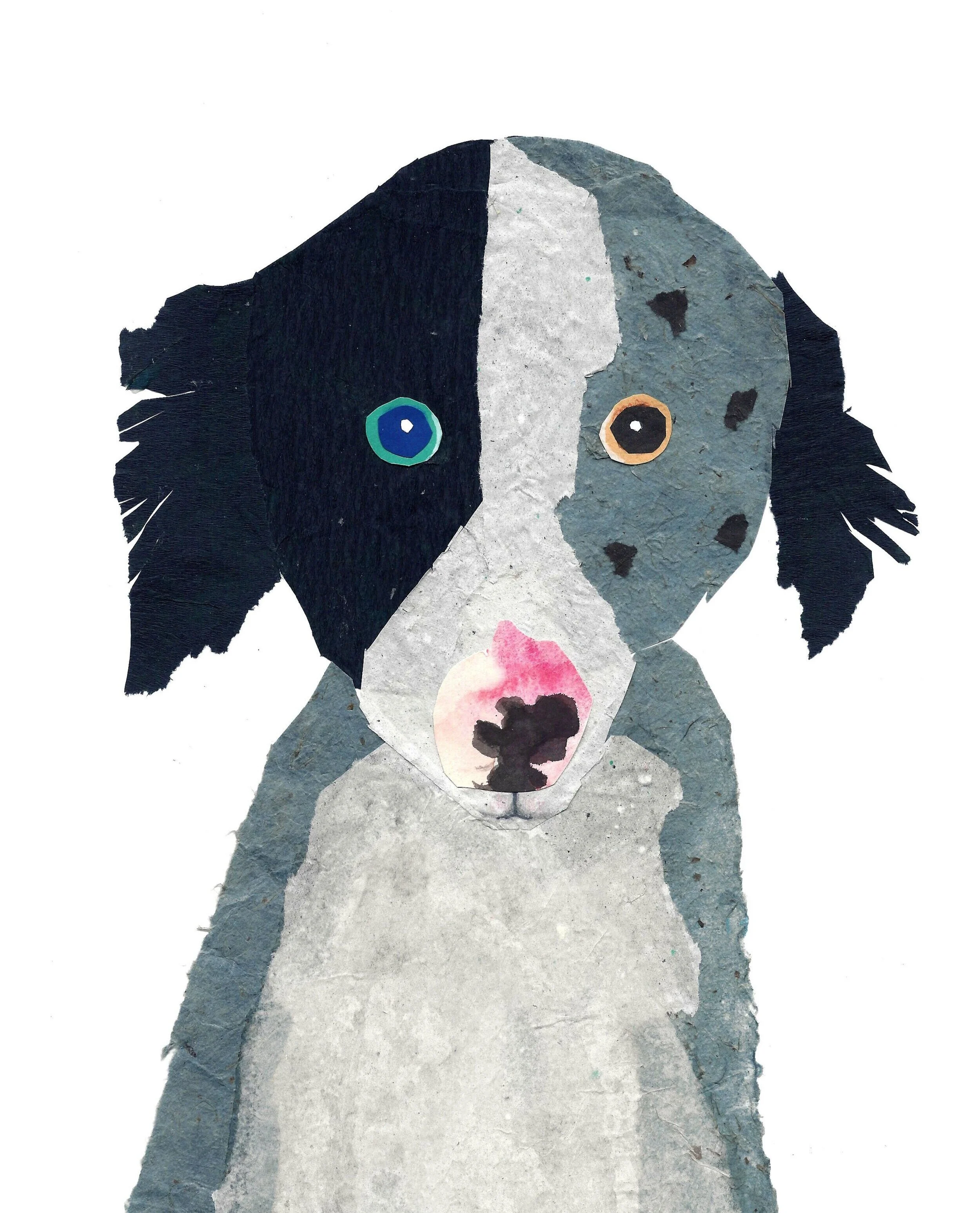 Border collie mix stray cleaned.jpg