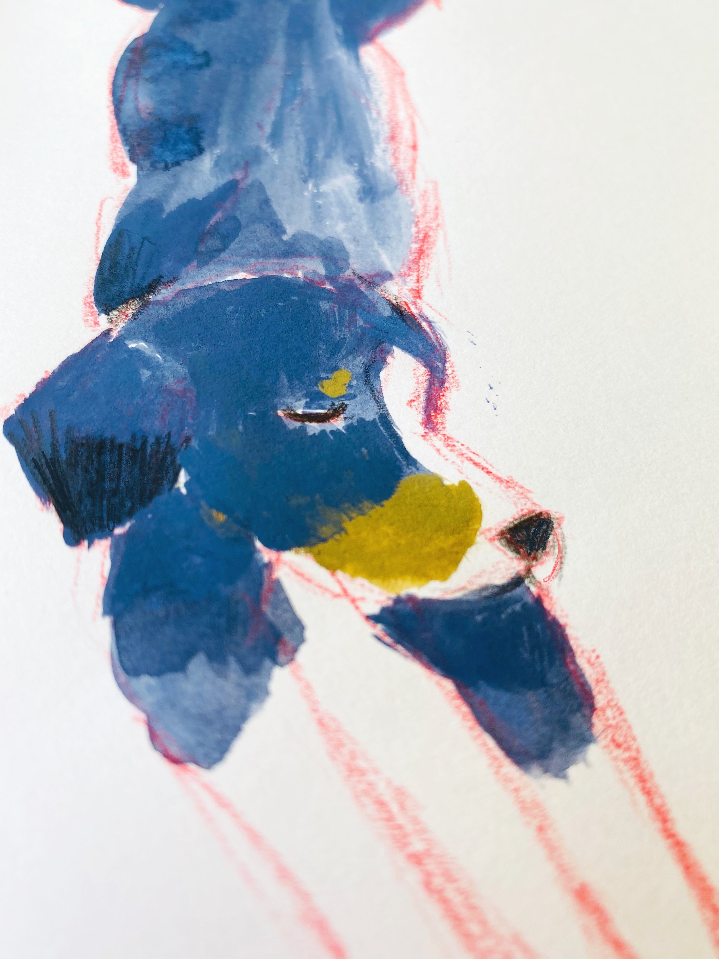 Jessie blue and red.JPG