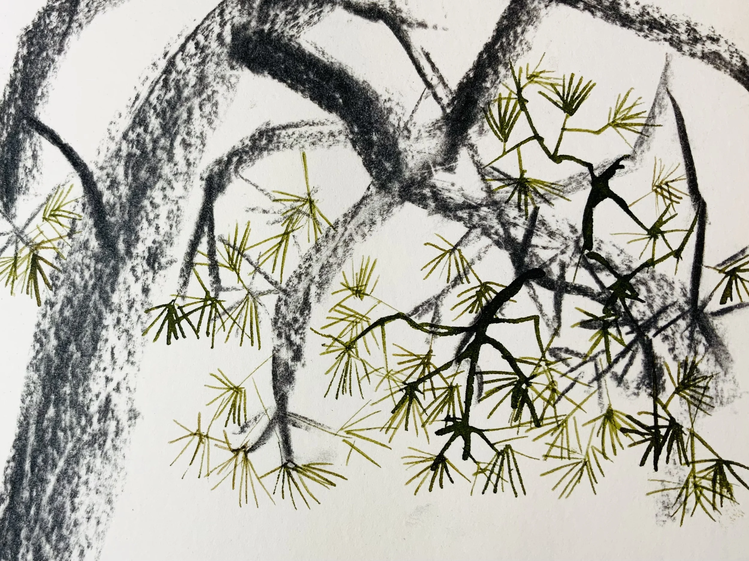 Pine tree charcoal and ink.jpg