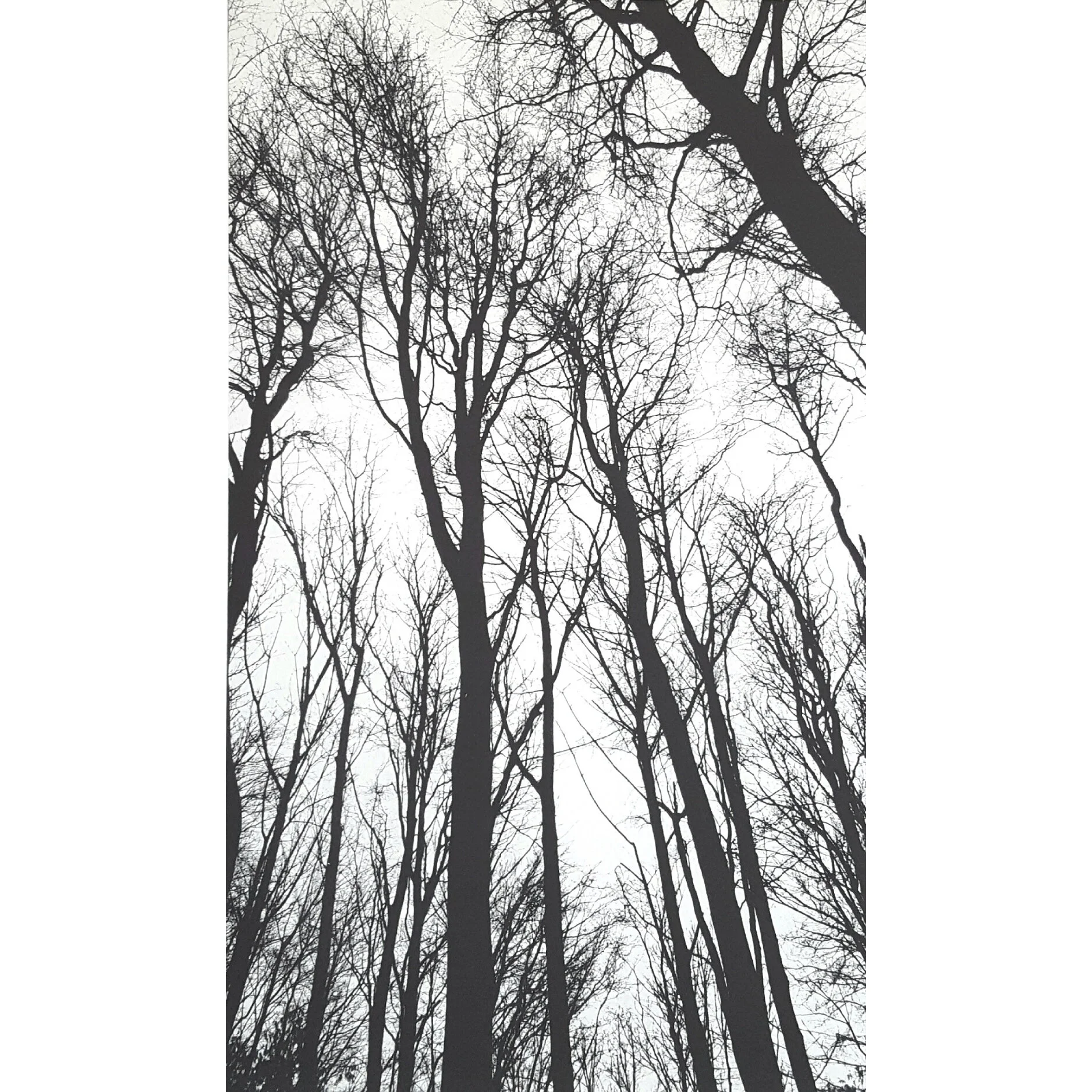 'Chorus of the Trees No3' 36x21cm, polymer gravure etching, limited edition 45, on 300gsm Somerset paper £175.jpg