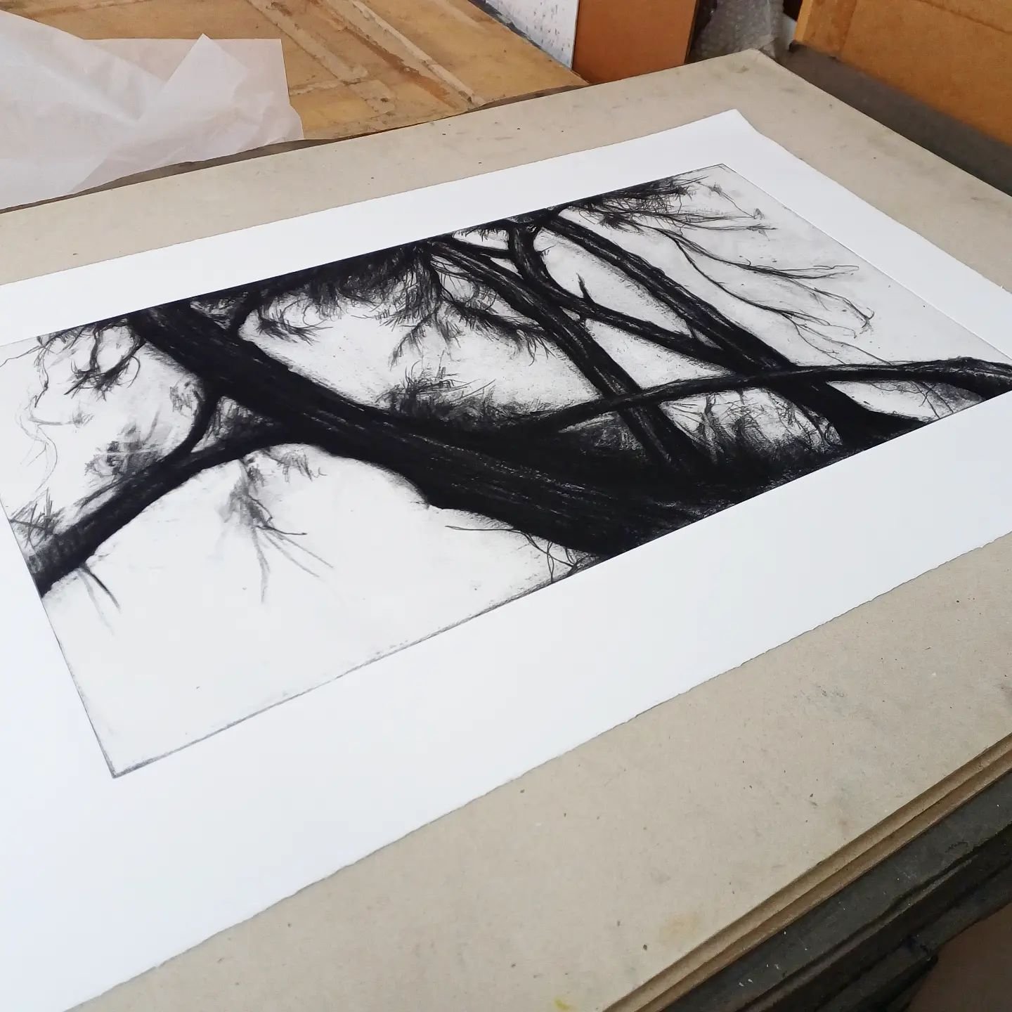 'Composition of the Pines, in Black &amp; White' just proofed. Based on graphite and charcoal studies and one of three new plates. Its a wide panoramic composition and at over 75 cm wide, its been an interesting plate to work on.

#editioning
#blacka