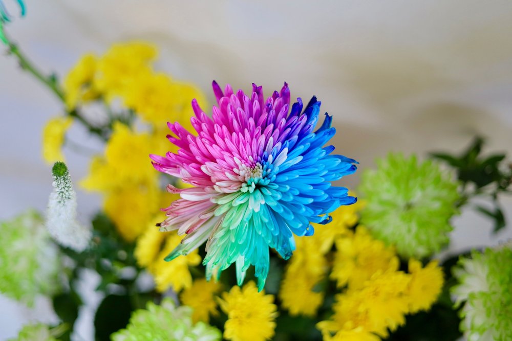 Close-up of chrysanthemums with pink, blue, yellow, and green petals.
