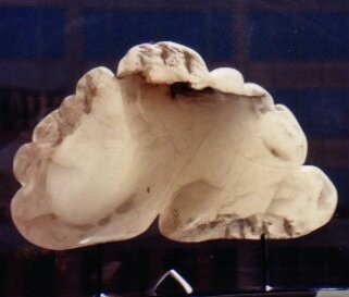 7BFA8F75-B49A-4A41-984A-4F3DEFE45B40emergence from the shell.jpg