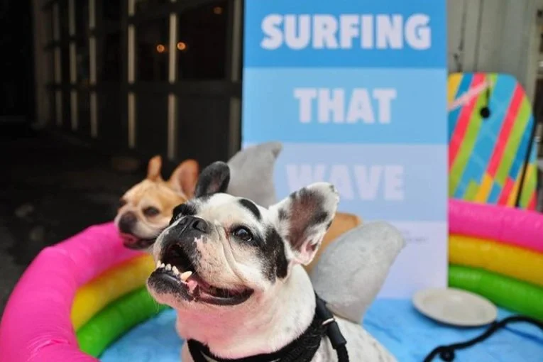 Braze brand experiences were always amazing—from Frenchies in shark costumes to 2-day business conferences