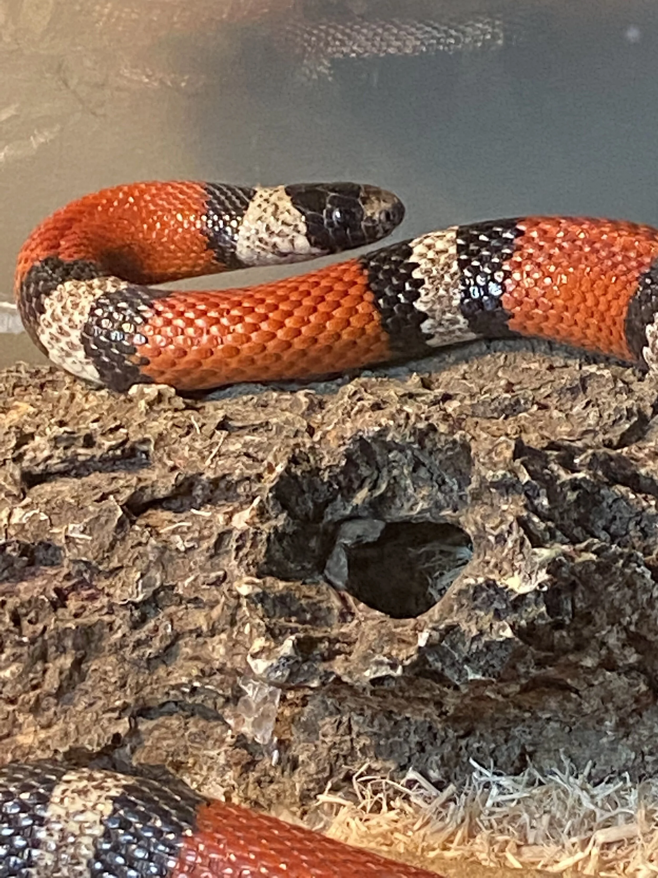 Frida is a Sinaloan milk snake that was rescued from a reptile show. Sinaloan milk snakes are from in Mexico, like the famous artist Frida Kahlo.