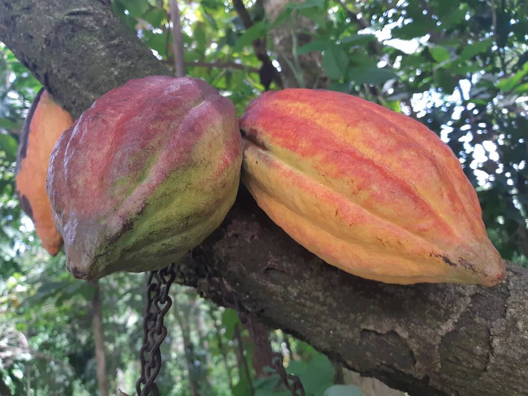 Cocoa pods on one of our small evergreen trees, &quot;Theobroma cacao&quot;, a name that derives from the Greek 'theos', gods, and 'broma', food: the food of the gods.
Cacao grows at the equator: nearly all cacao trees grow within 20 degrees of the e