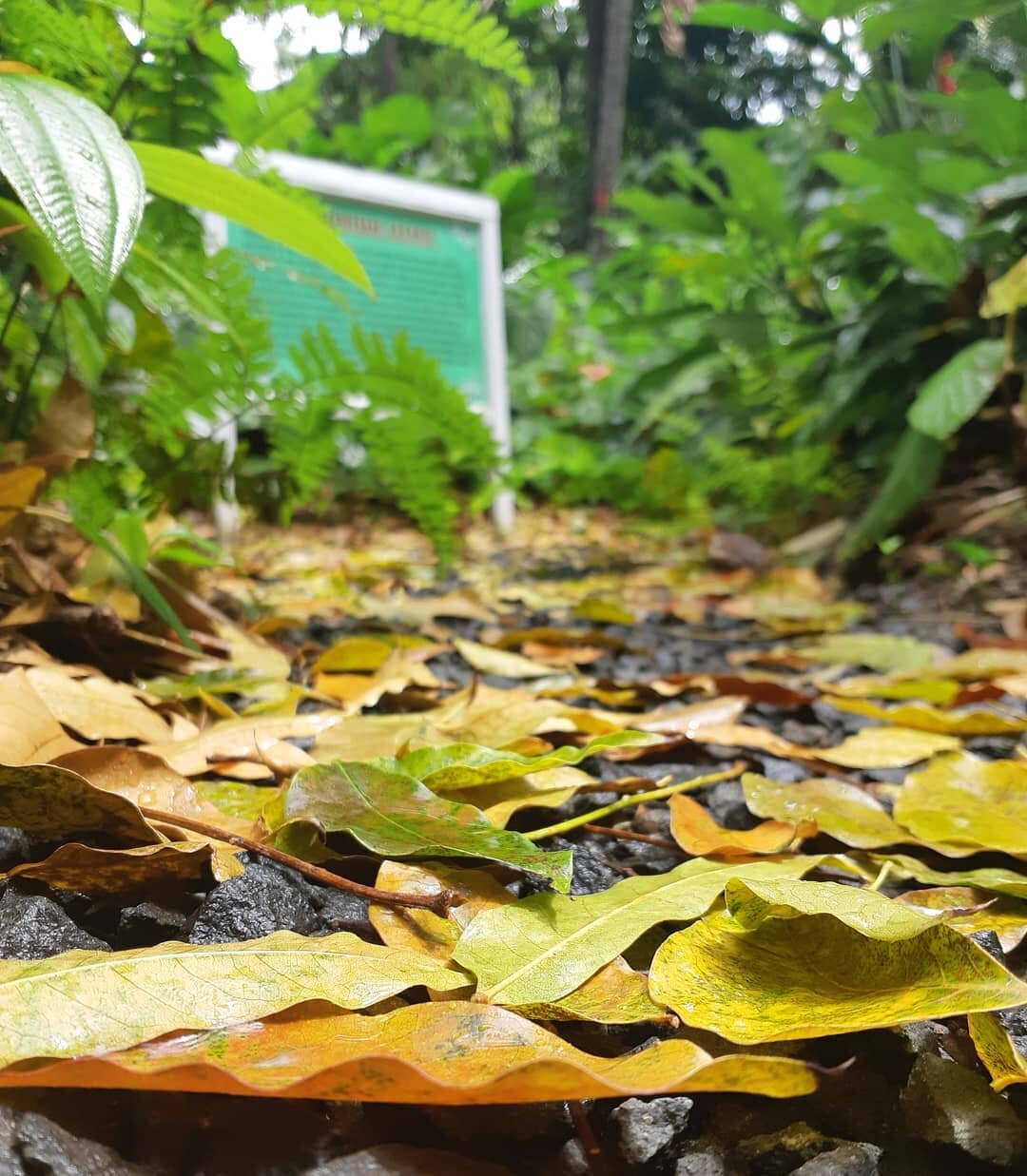 Summary

Part of the gardens at this time of year are carparted in a colourful kaleidoscope of Mahogany leaves. Swietenia macrophylla, otherwise known as Honduras Mahogany, is a slow-growing, tall, tropical tree reaching a height of 40-60 m. Many of 