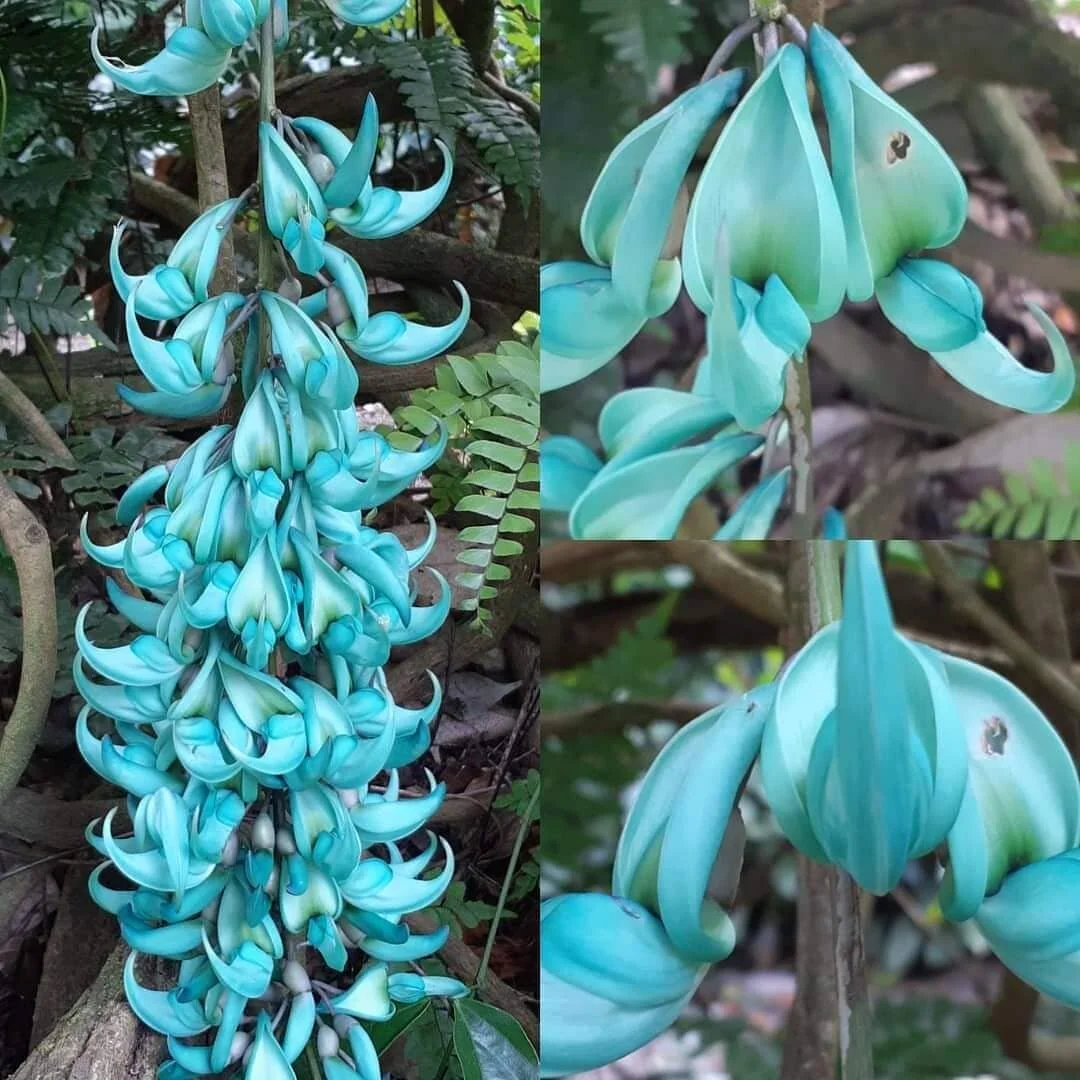 Strongylodon macrobotrys. The Jade Vine is one of the rarest and most elegant of all tropical vines. We wait patiently in the gardens each year for this spectacular display. 

The vnes can be viewed draped over the Pergola in the Fountain Garden.

#d