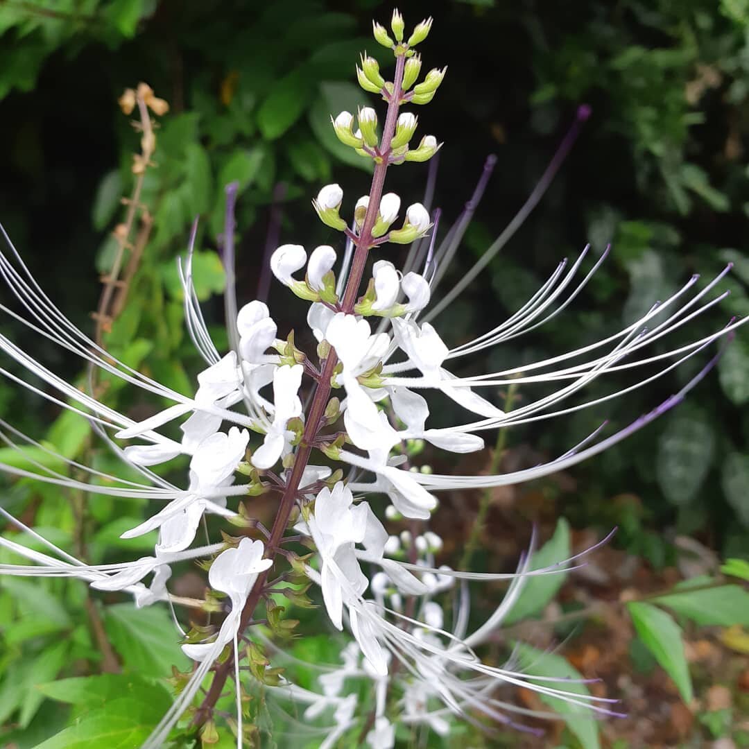 Orthosiphon aristatus or Cats Whiskers is actually a member of the mint family. It is a delight to have in the gardens as they attract both butterflies  and hummingbirds.

#diamondstlucia #letherinspireyou #saintlucia #flowers #tropical #caribbean  #