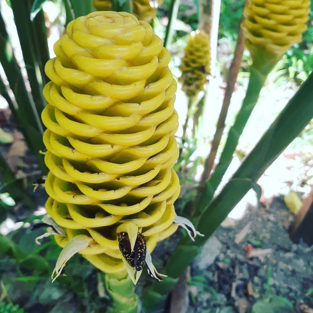 Beehive Ginger is native of Thailand and produces spectacular cones of flowering bracts that begin a greenish color and eventually age to a bright golden yellow, pink or red. 

#diamondstlucia #letherinspireyou #tropical #natural #caribbean #botanica