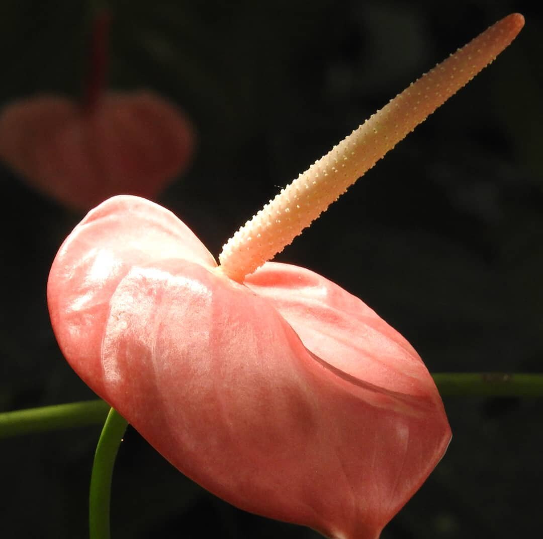 Many peoples favourite, the Anthurium Lilly. A natural air filter for your home as well as being an easy care house plant. 

#anthurium #diamondstlucia #letherinspireyou #cleanair #lily #pink  #caribbean #beauty #tropical #flowers  #botanicalgardens 