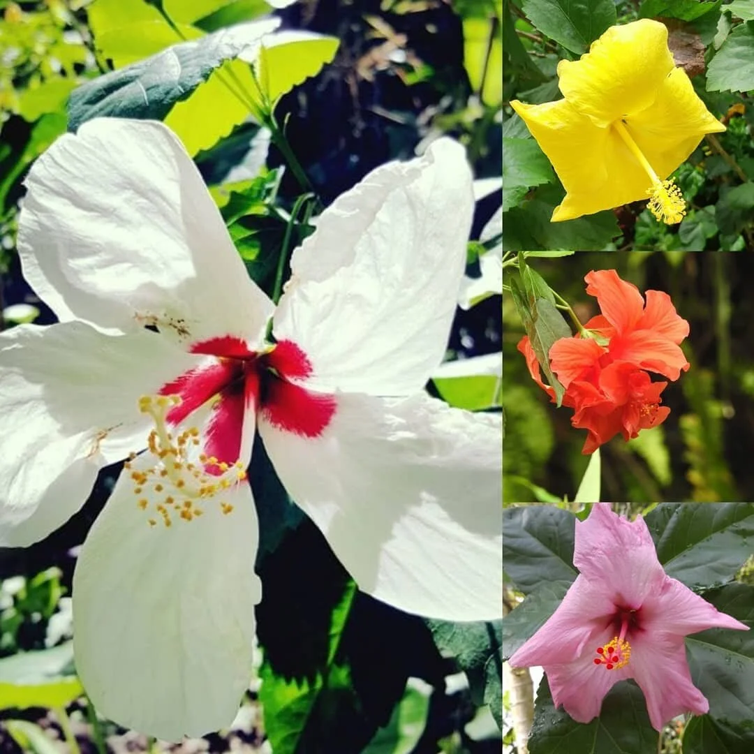 So many colors of Hibiscus. 

#tropical #botanicalgarden #diamondstlucia #letherinspireyou  #nature #caribbean #hibiscus #exotic #flowers