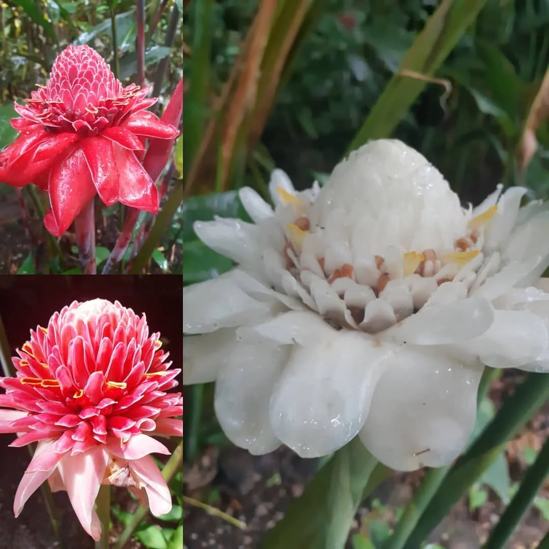 Etlingera elatior, White Torch Ginger, a very rare and showy addition to the botanical gardens. Now in its second year at the gardens and showing well. An exceptional ginger with a very exotic look, but whats your favourite color, red, pink or white
