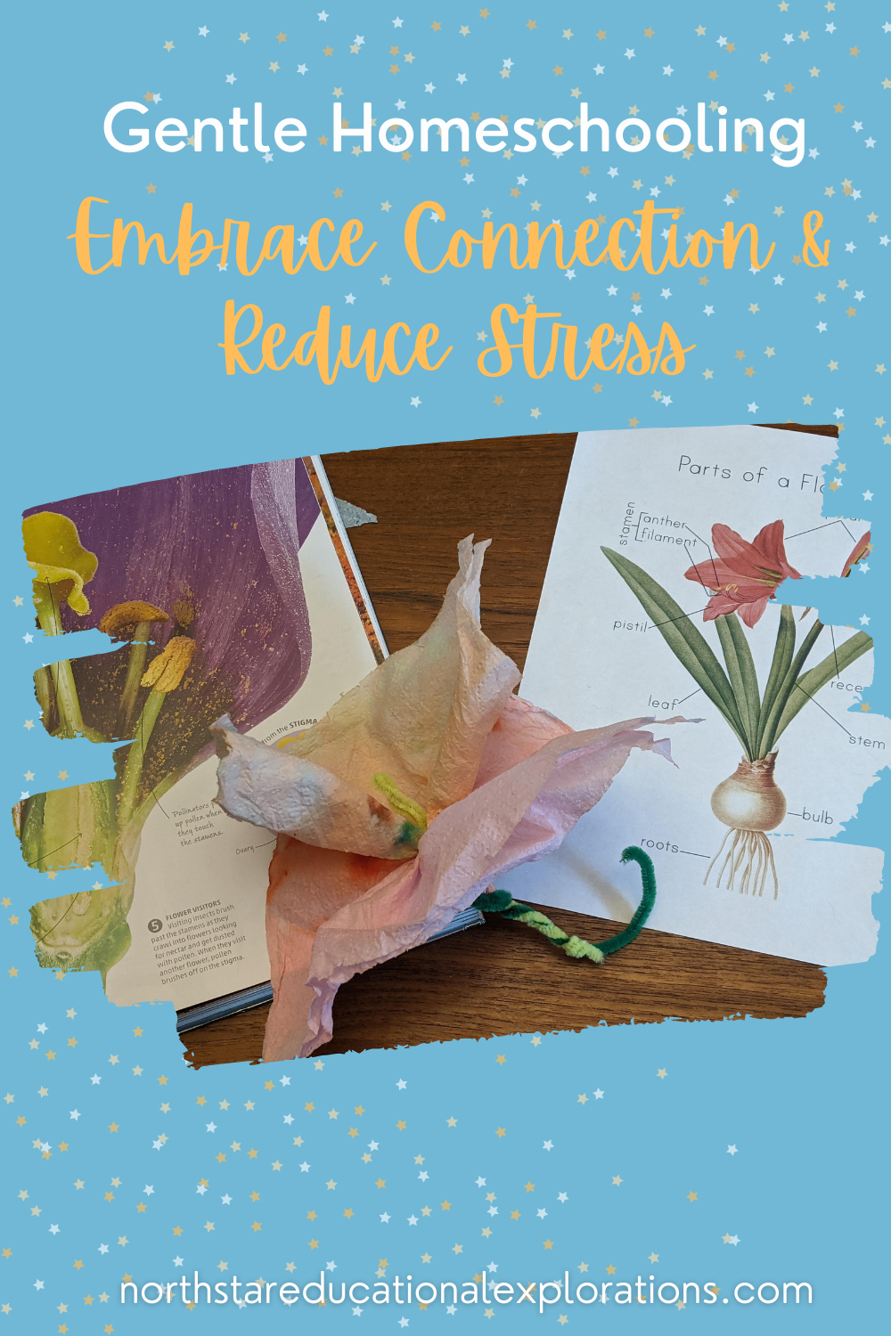 Gentle Homeschooling — NorthStar Educational Explorations