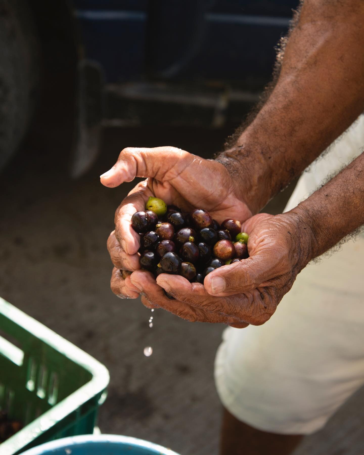 Su majestad el corozo &mdash; pru&eacute;balo en nuestra soda artesanal de corozo, delicia asegurada #AmaBailaFluye