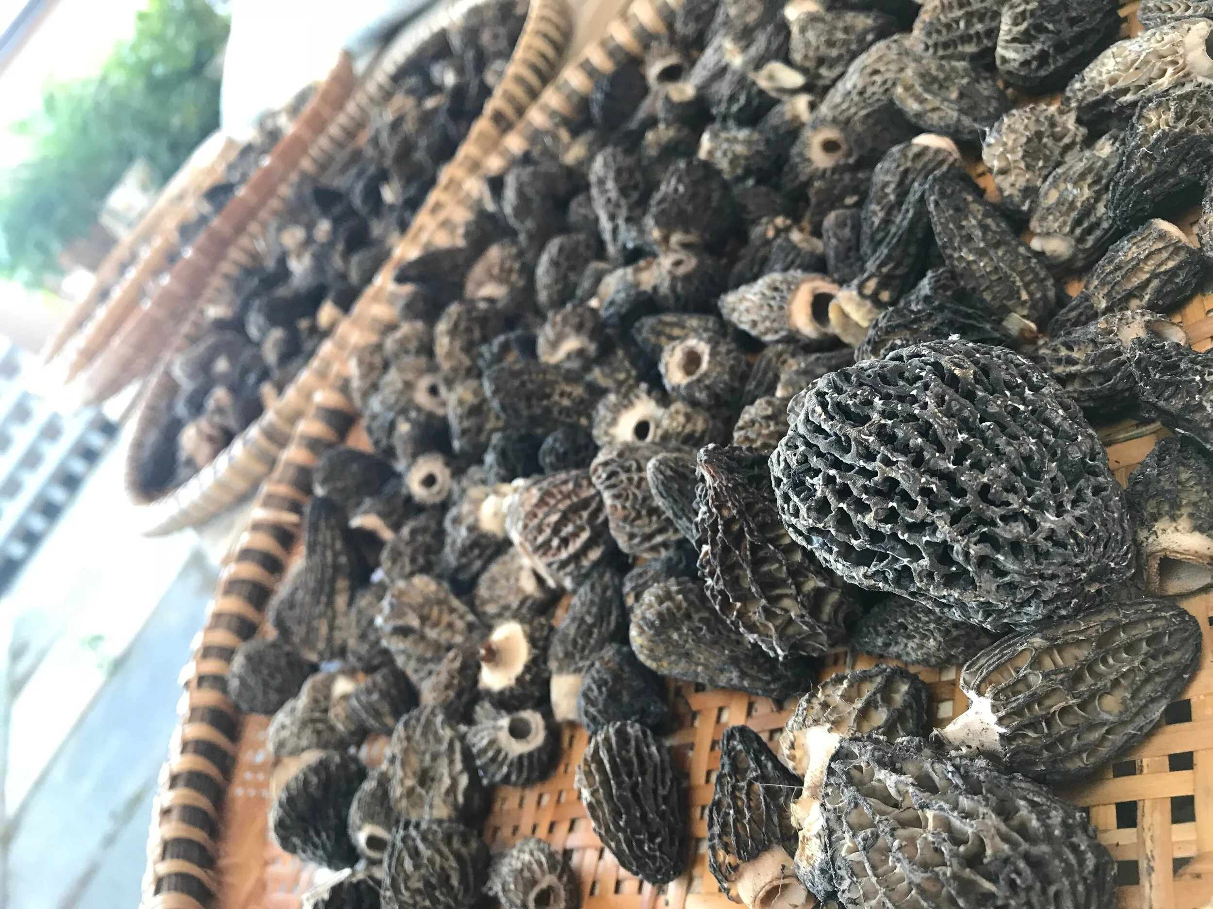 Guide to Foraging Morel Mushrooms in British Columbia — Chasing Food Club