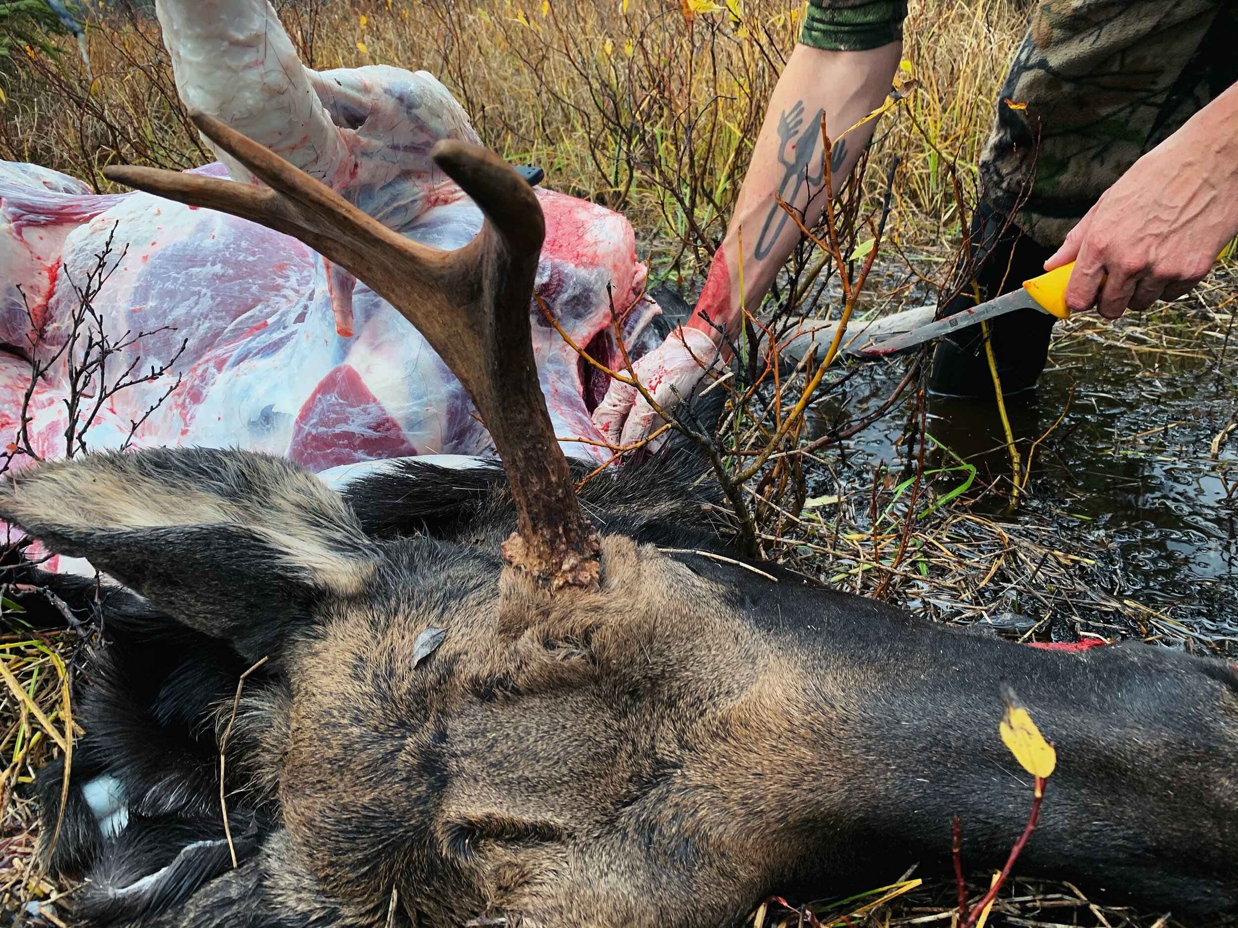 Moose Hunting in BC 04.jpg
