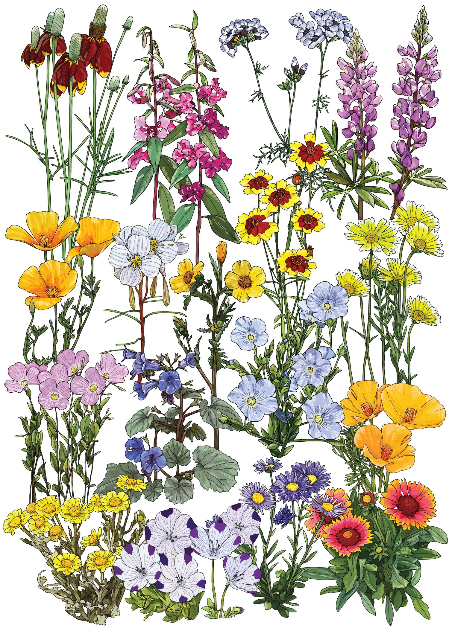 Southeast Native Wildflower Seed Mix