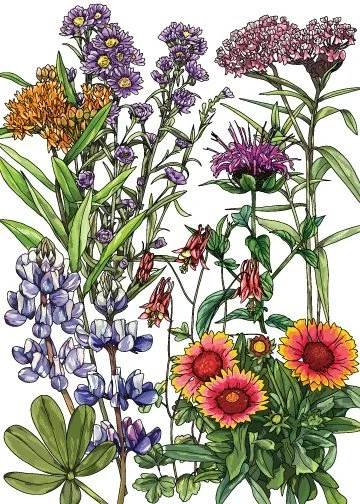 Cold winter regions native wildflowers