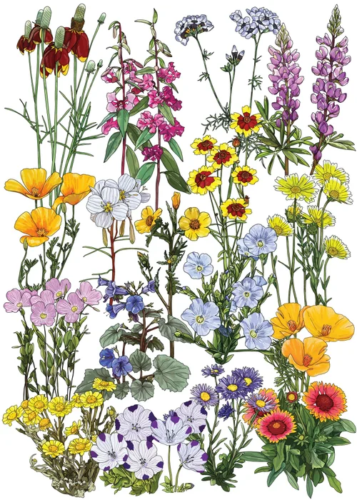 Southwest native wildflowers