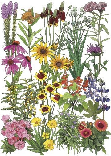 The South native wildflowers