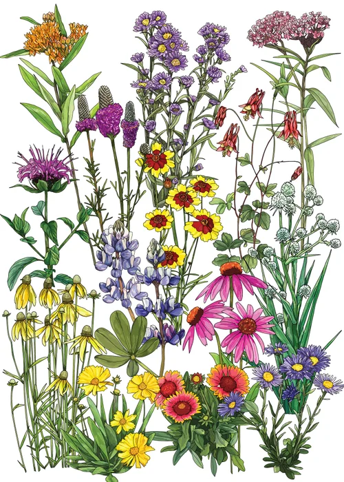 Pacific Northwest, west of the Cascades native wildflowers