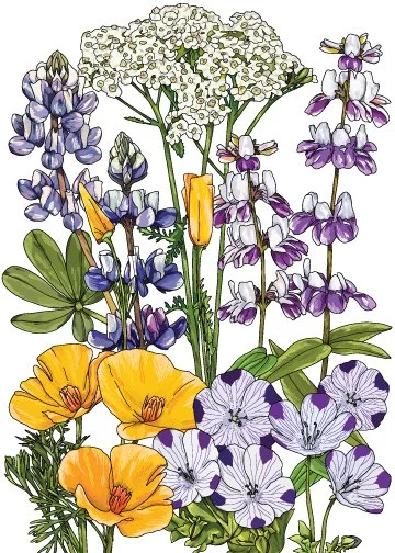 California native wildflowers