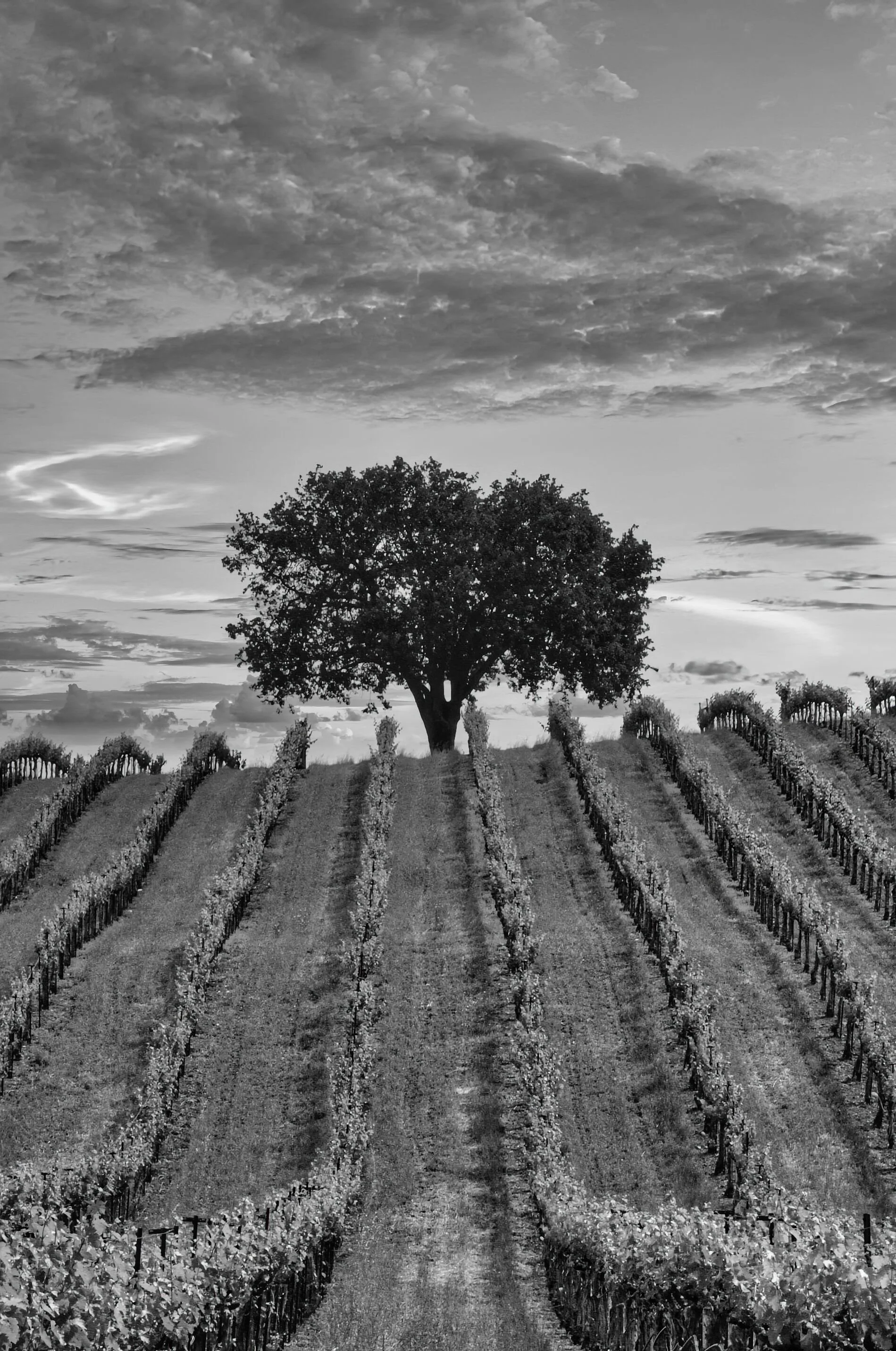 Vineyards 09 (135)-1.jpg