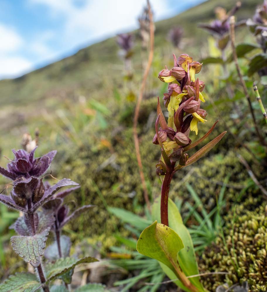 and Frog Orchids Dactylorhiza viride. 