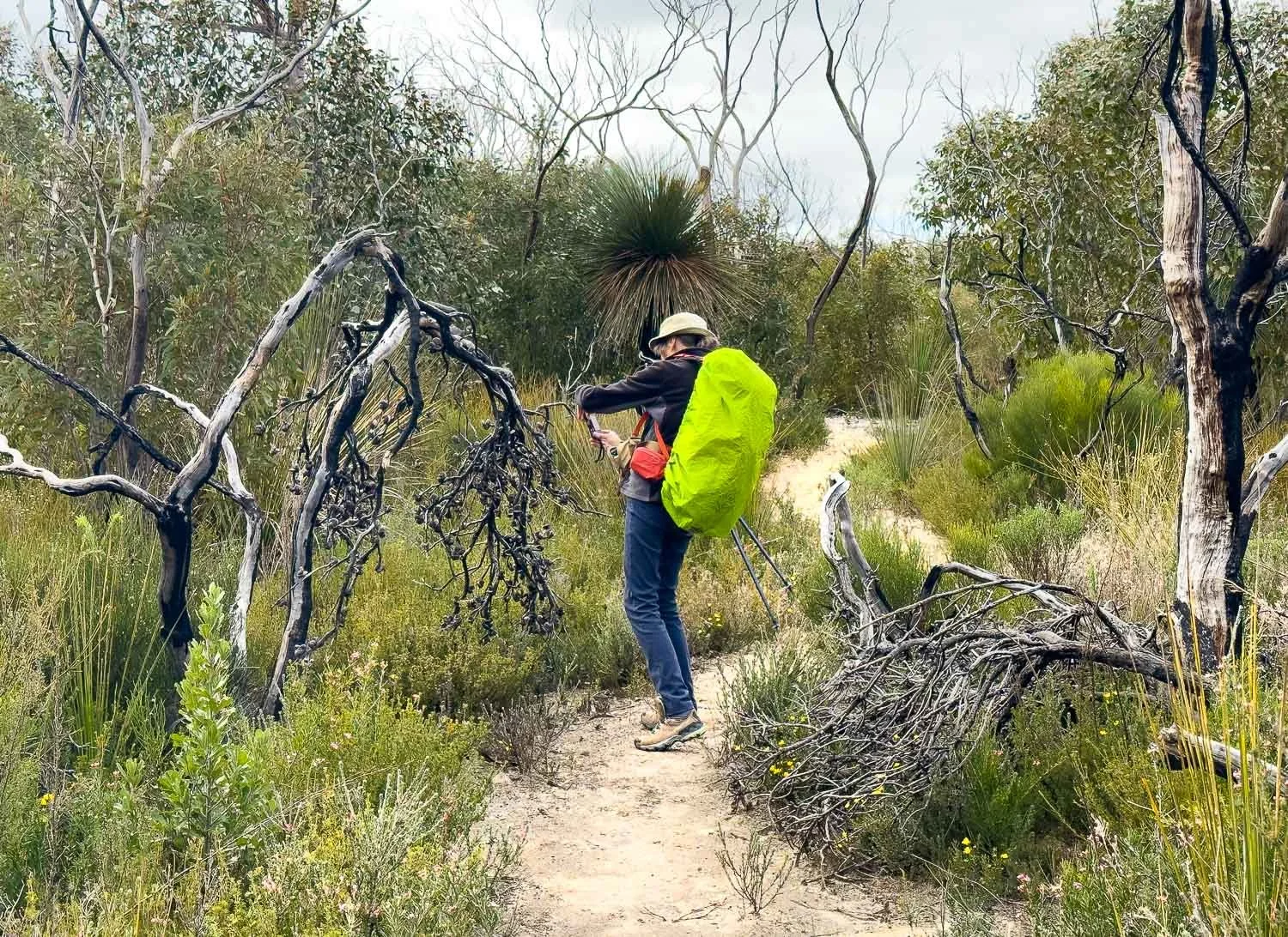 hiker taking picture of wildflowers next to track