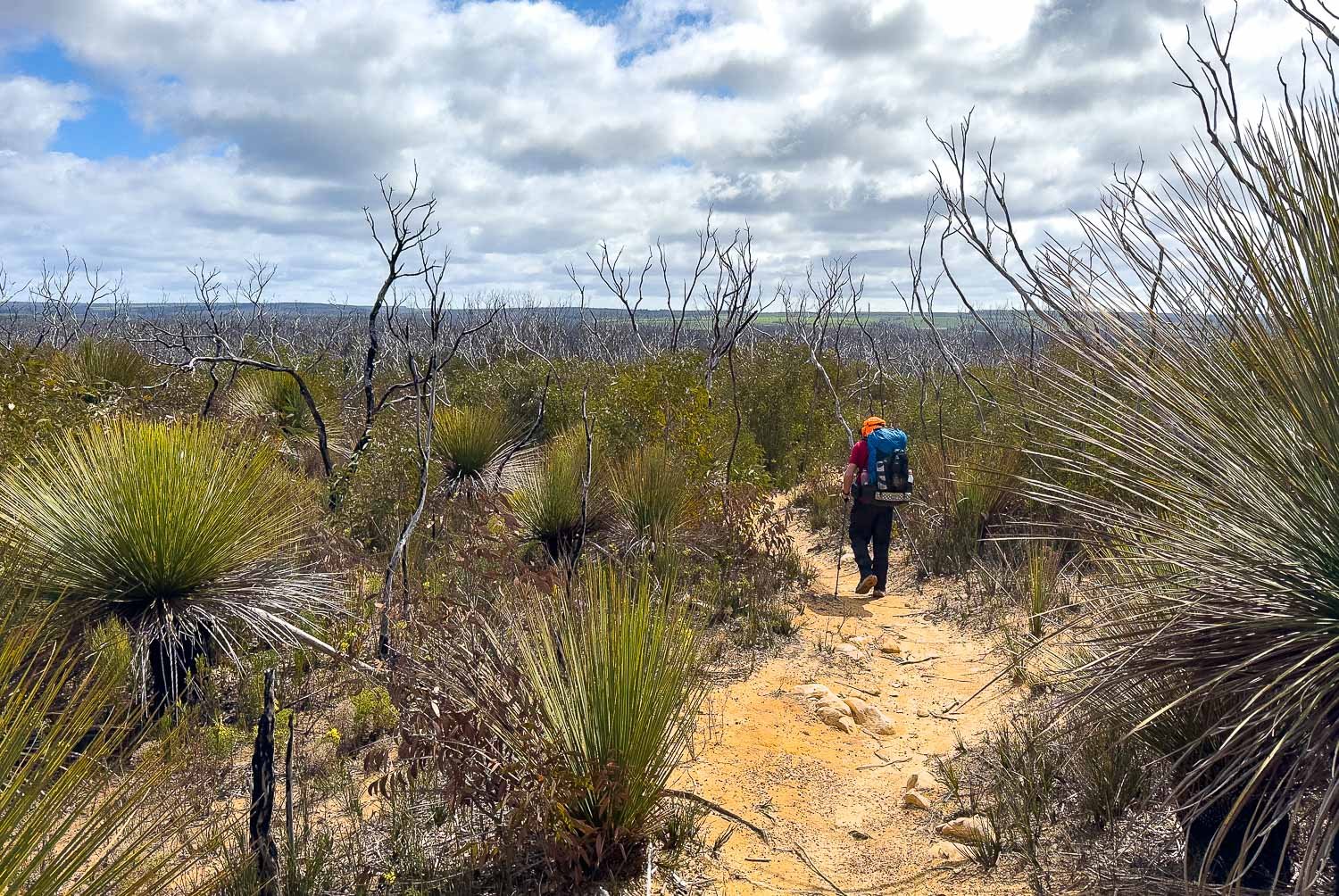 hiker in red shirt and blue backpack on smooth track through low shrub with bare tree trunks and branches from a past fire sticking up through the shrub vegetation