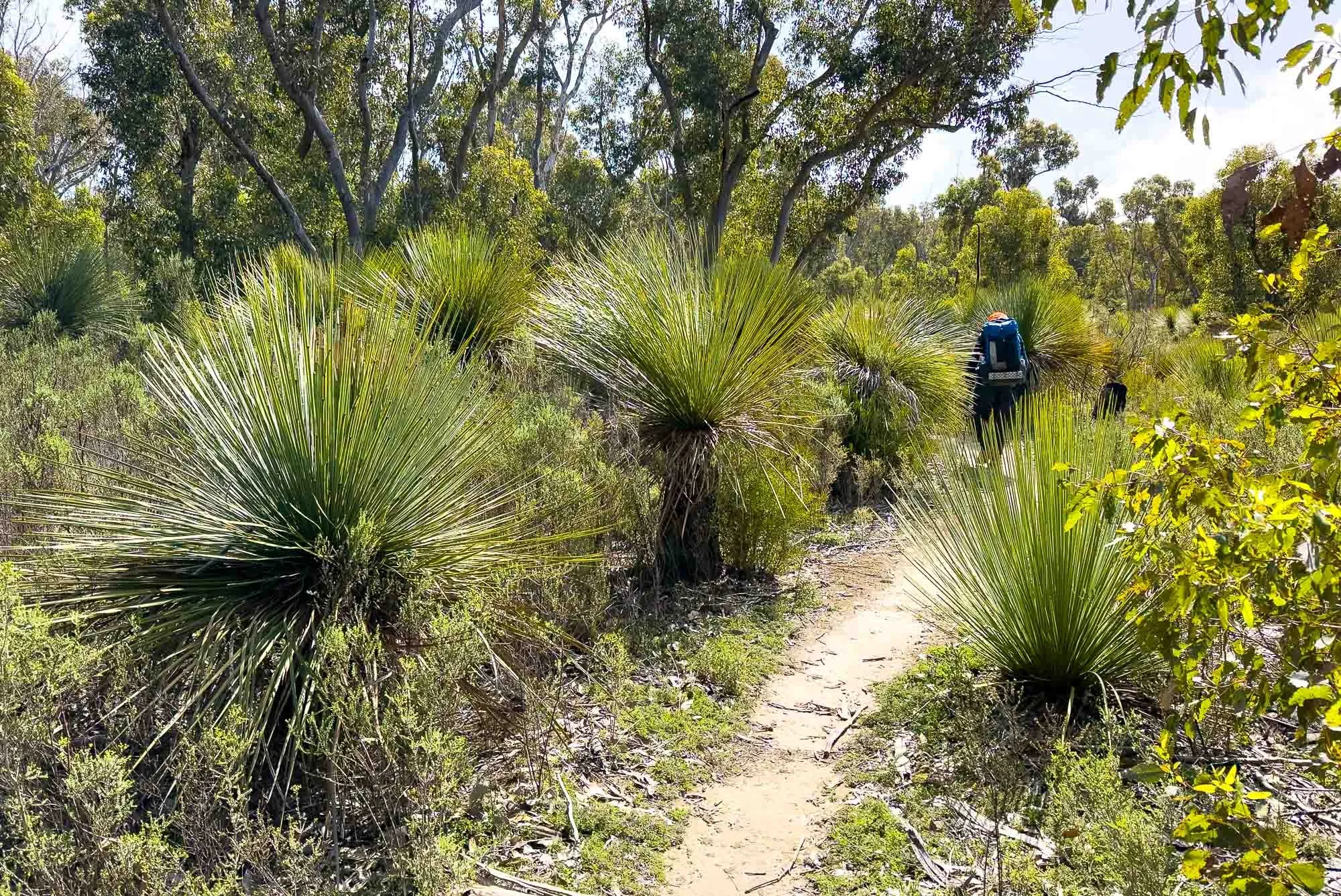 hiker partially obscured by shrubs as he walks along flat, smooth firm track