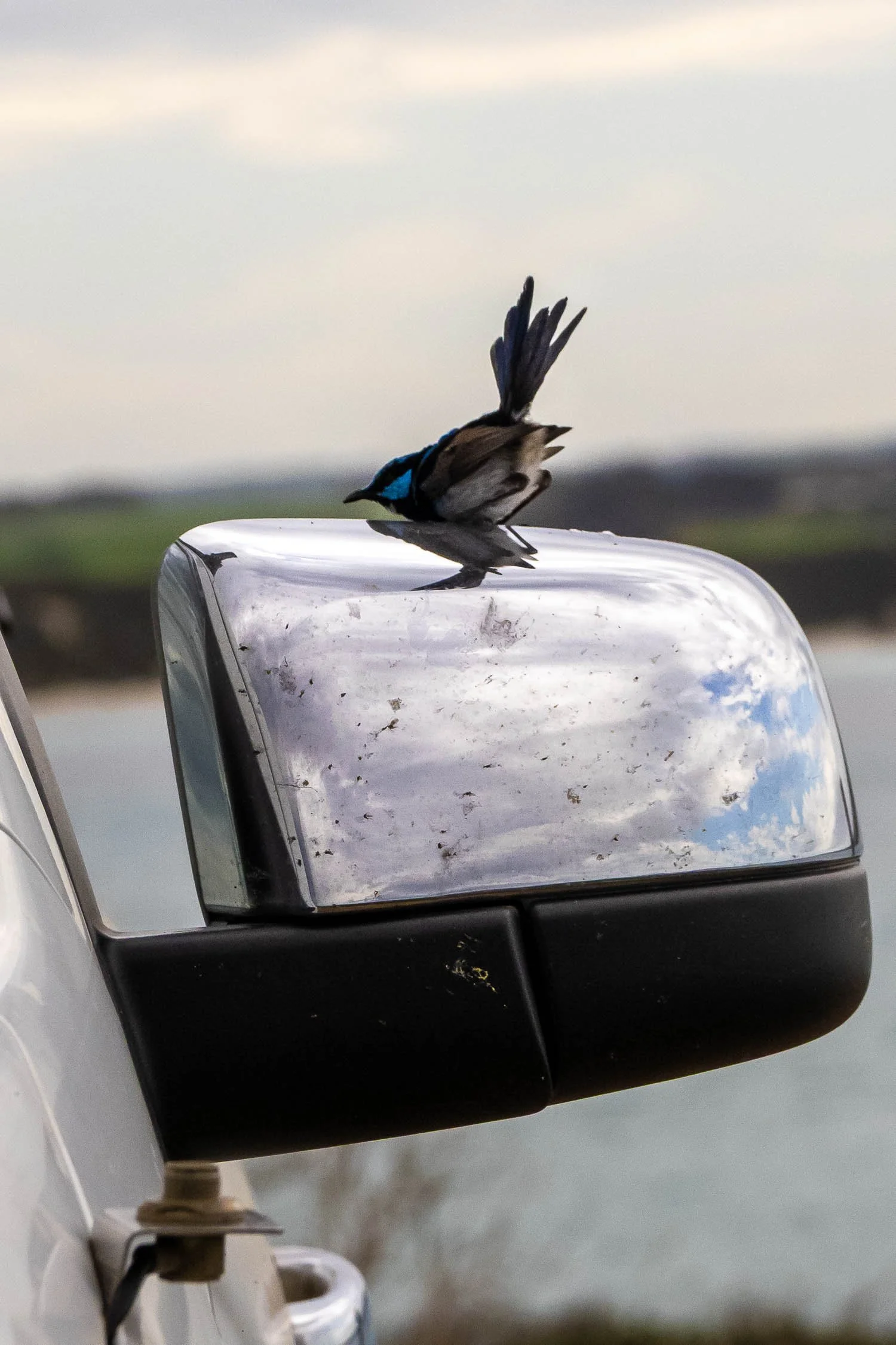 male Superb Fairy Wren have blue markings on the cheeks and chest