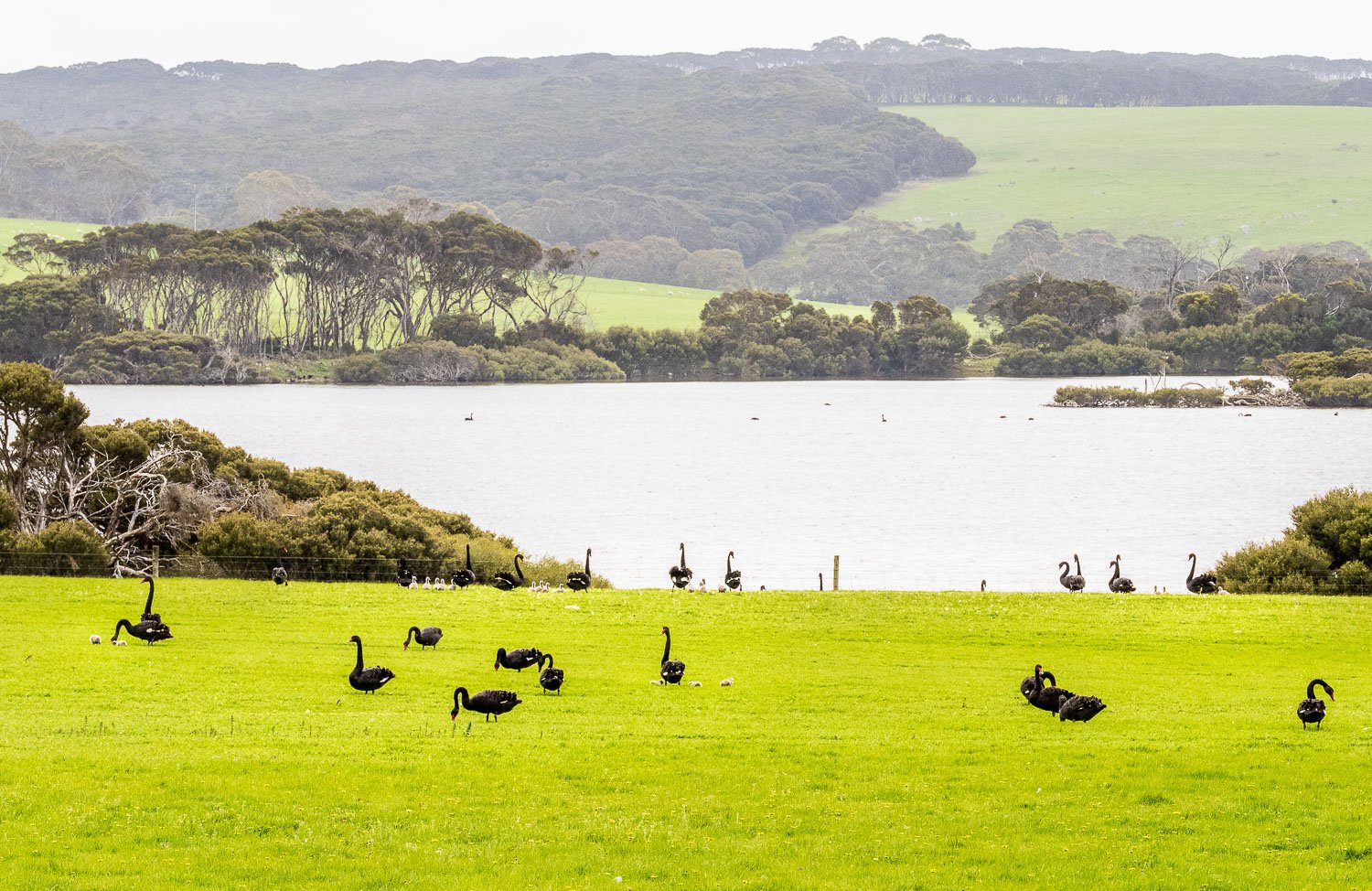 twenty or more black swans in grassy paddock next to lake