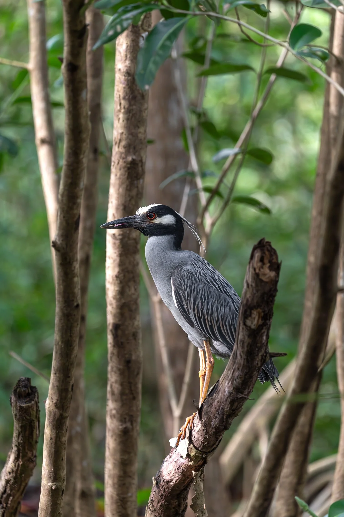 Trinidad Marck Gutt JRNY-2.jpg