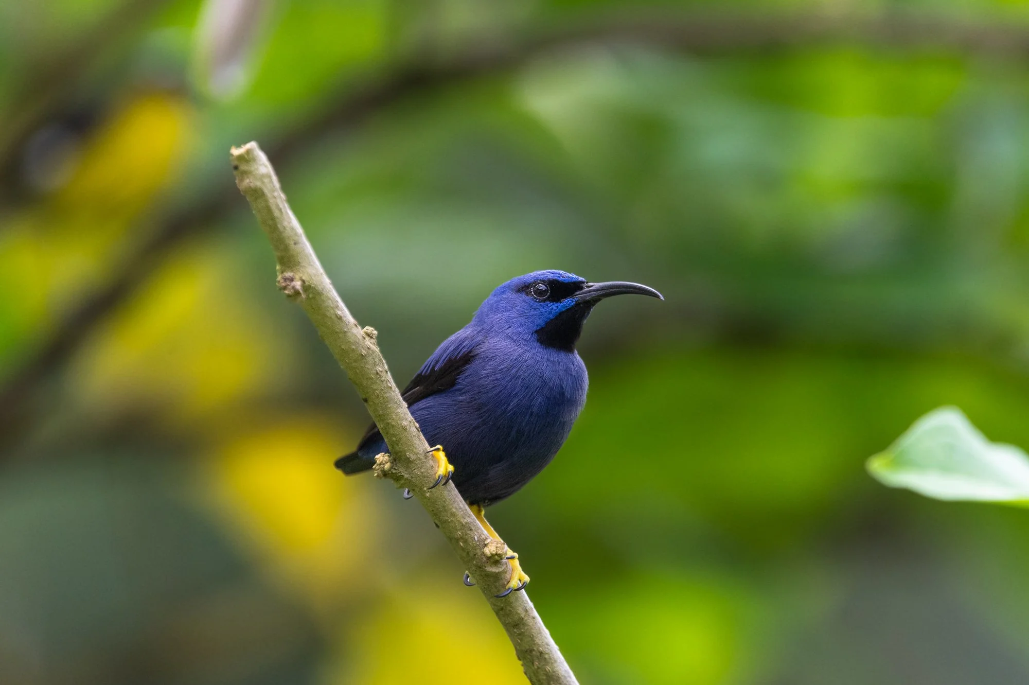 Trinidad Marck Gutt JRNY-1.jpg